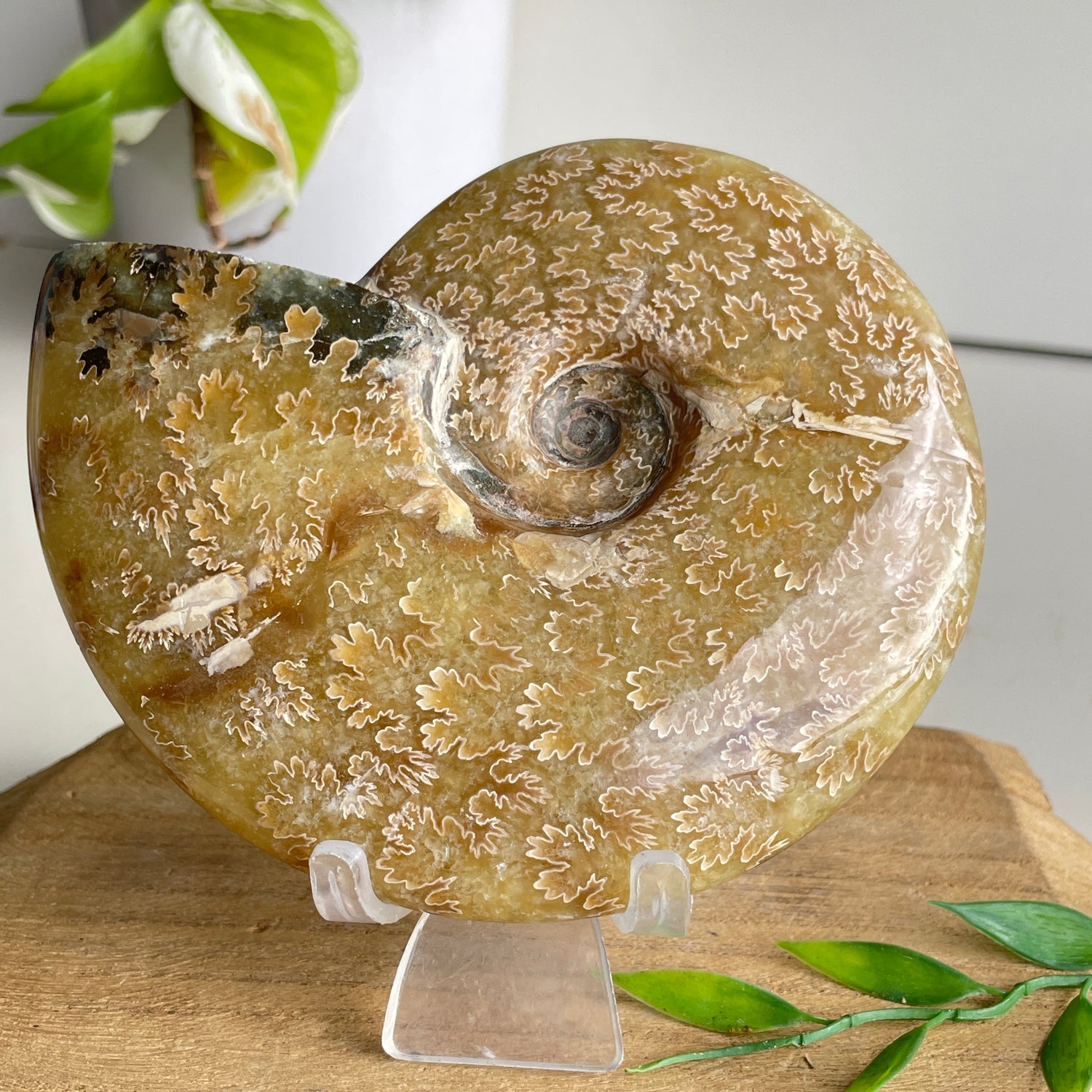 Ammonite Pce 476g