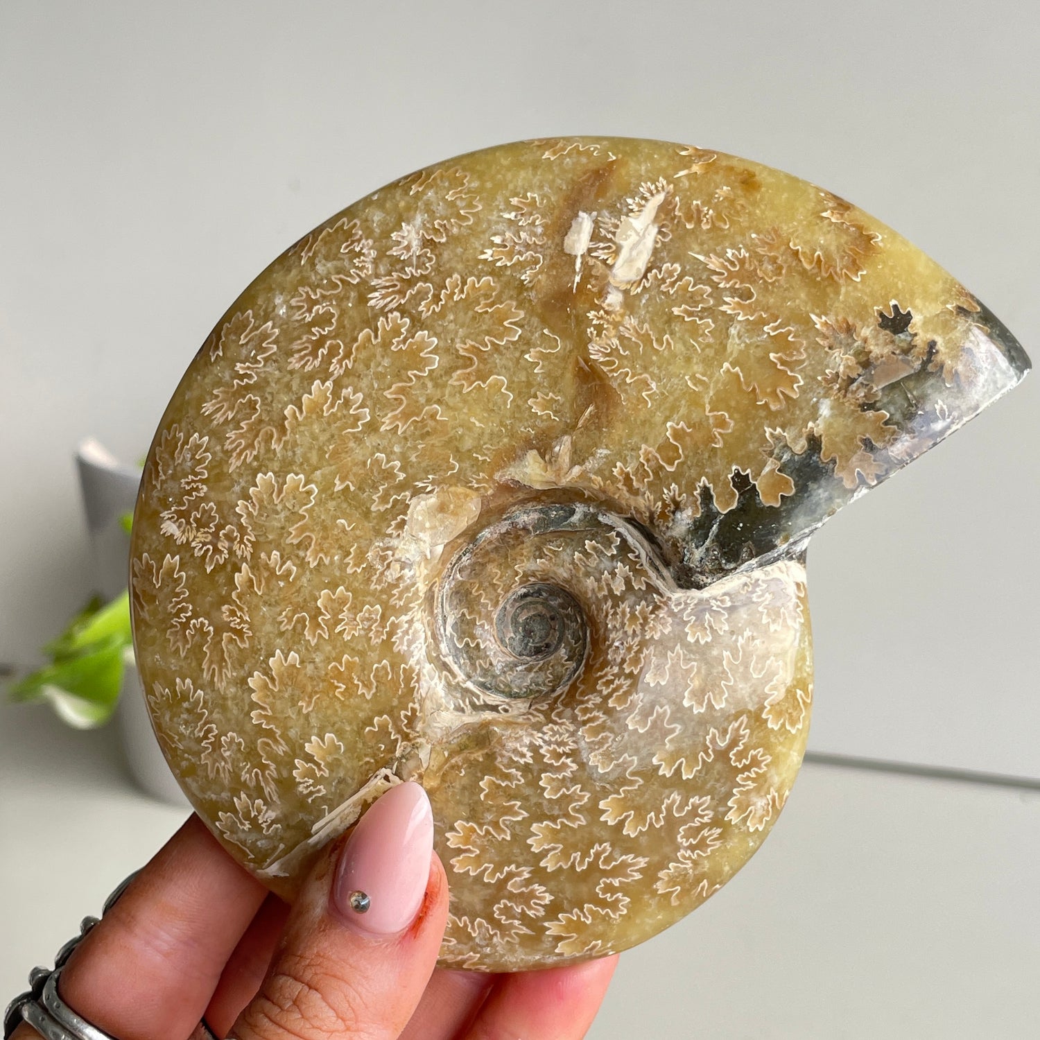 Ammonite Pce 476g