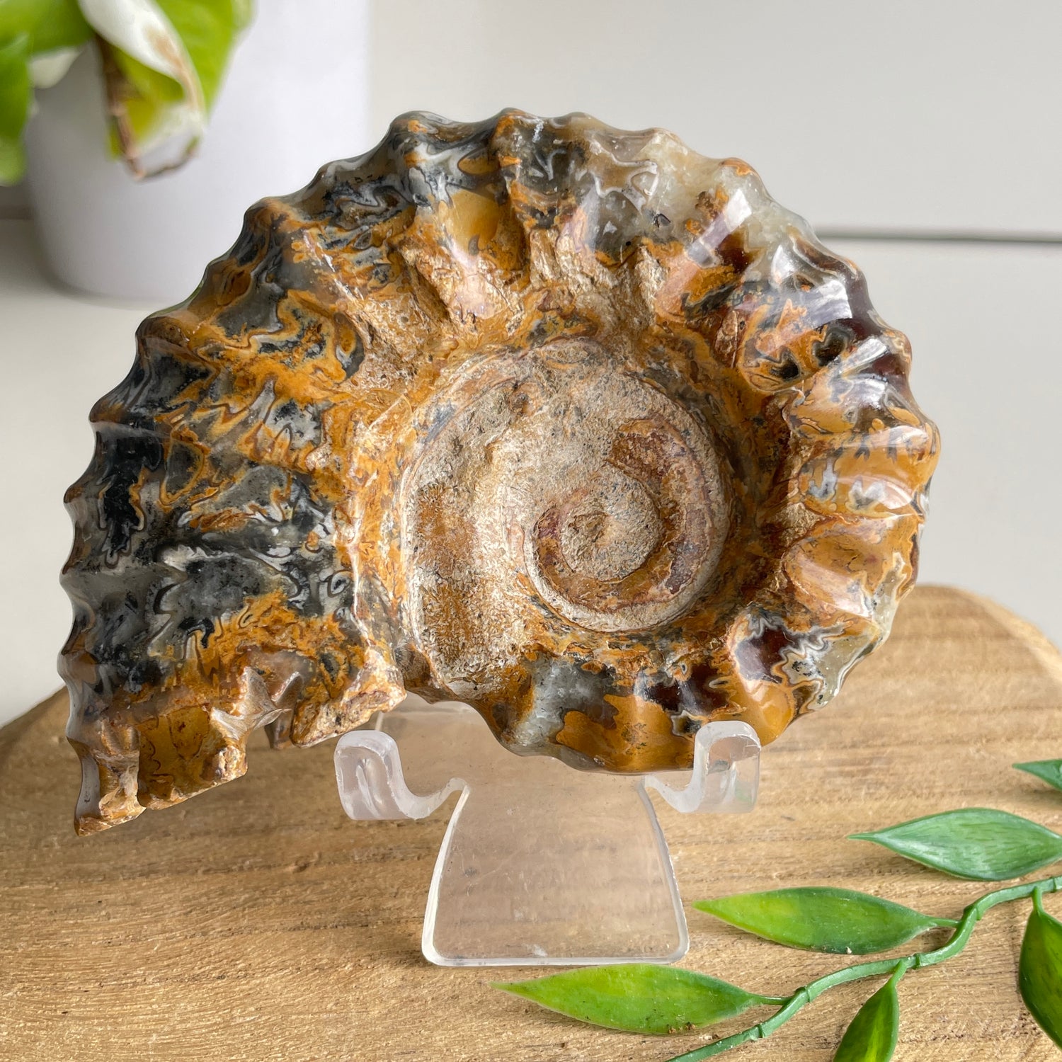 Ammonite Pce 348g