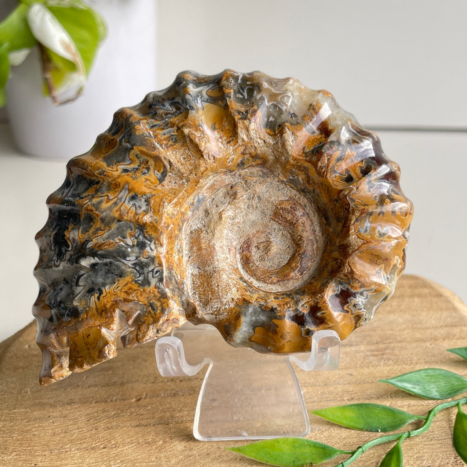 Ammonite Pce 348g