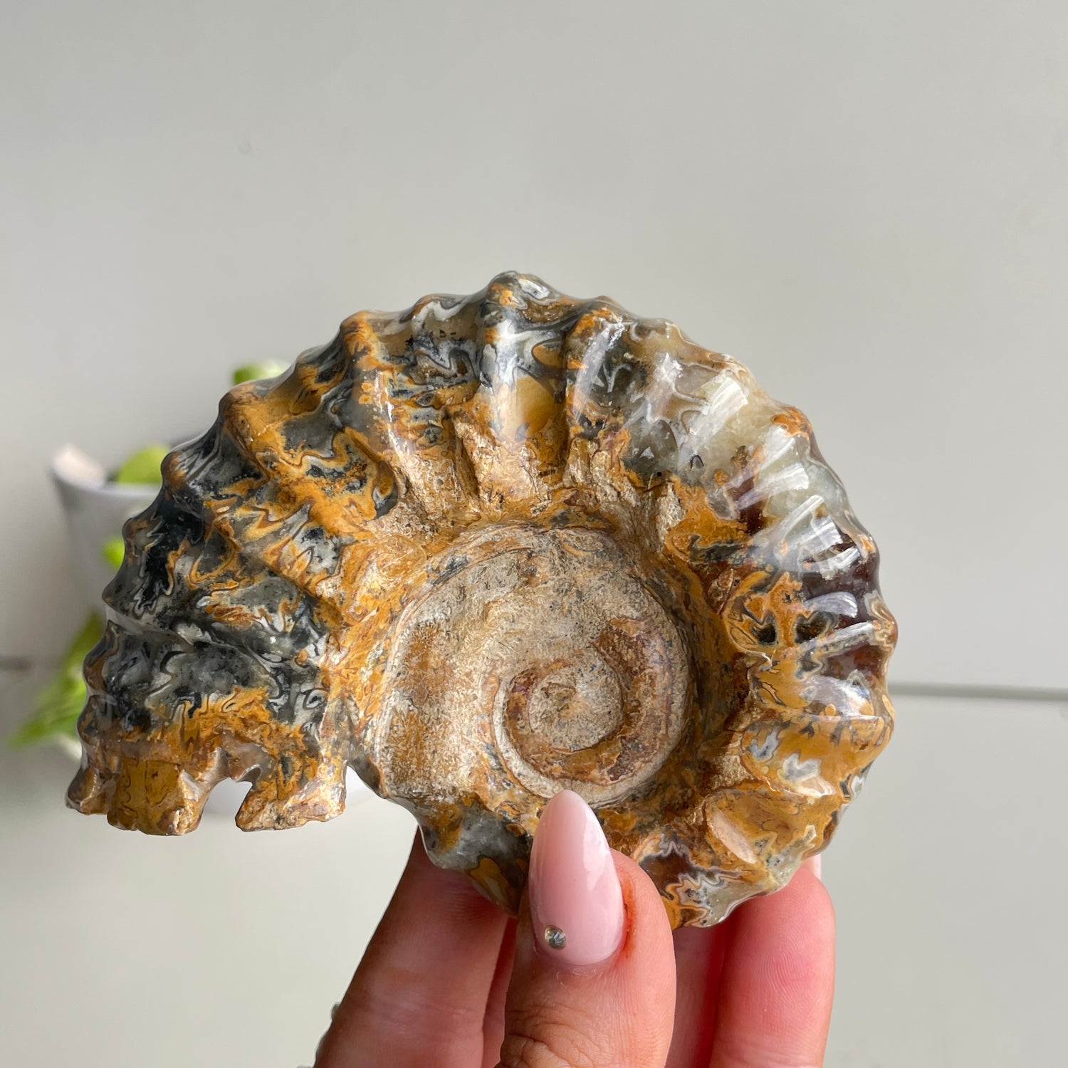 Ammonite Pce 348g