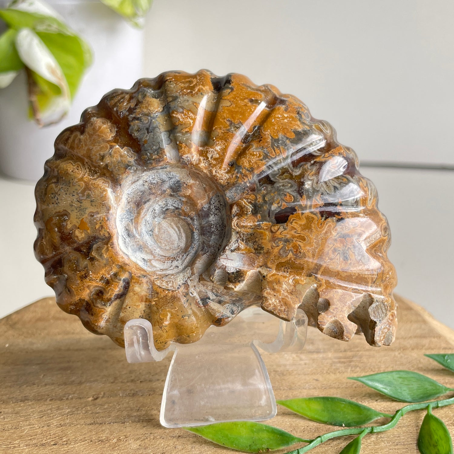 Ammonite Pce 330g