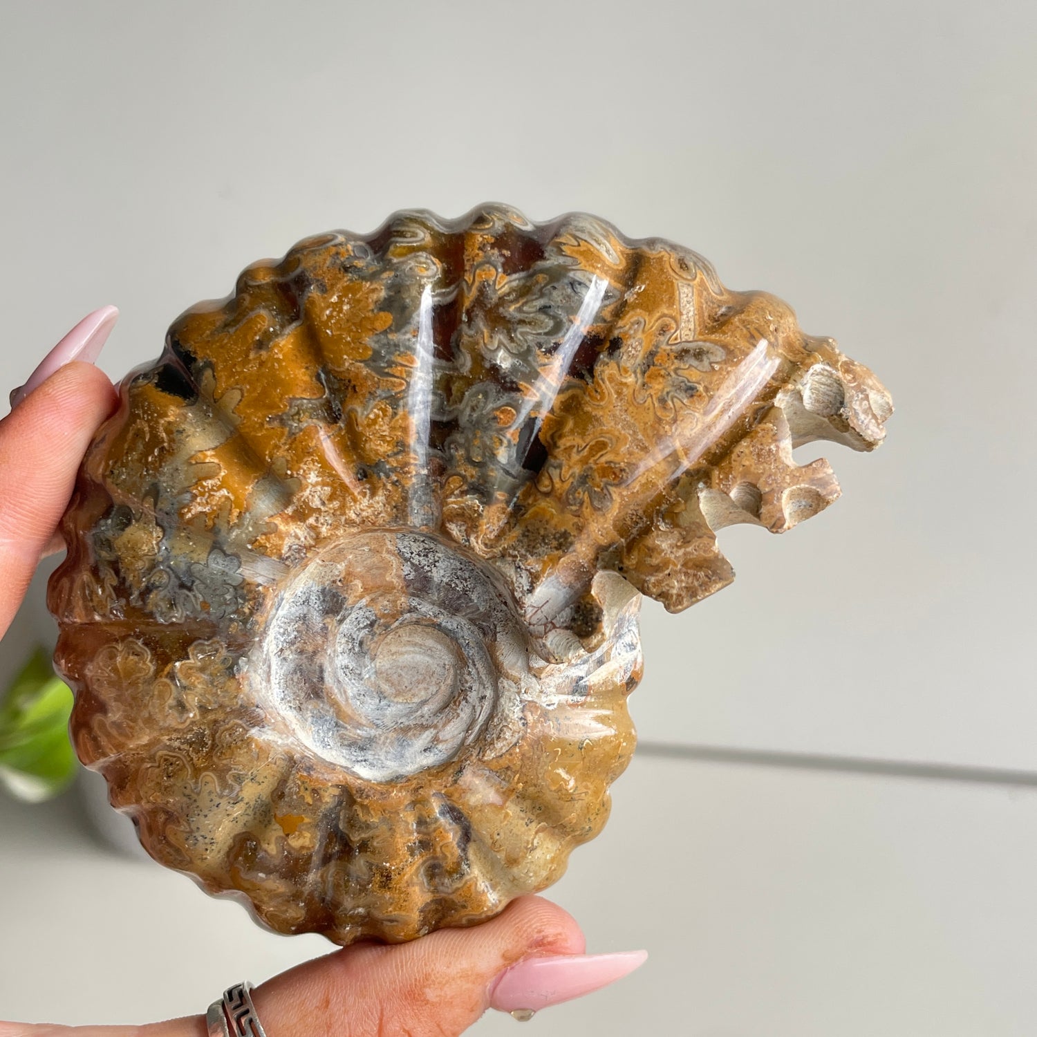 Ammonite Pce 330g