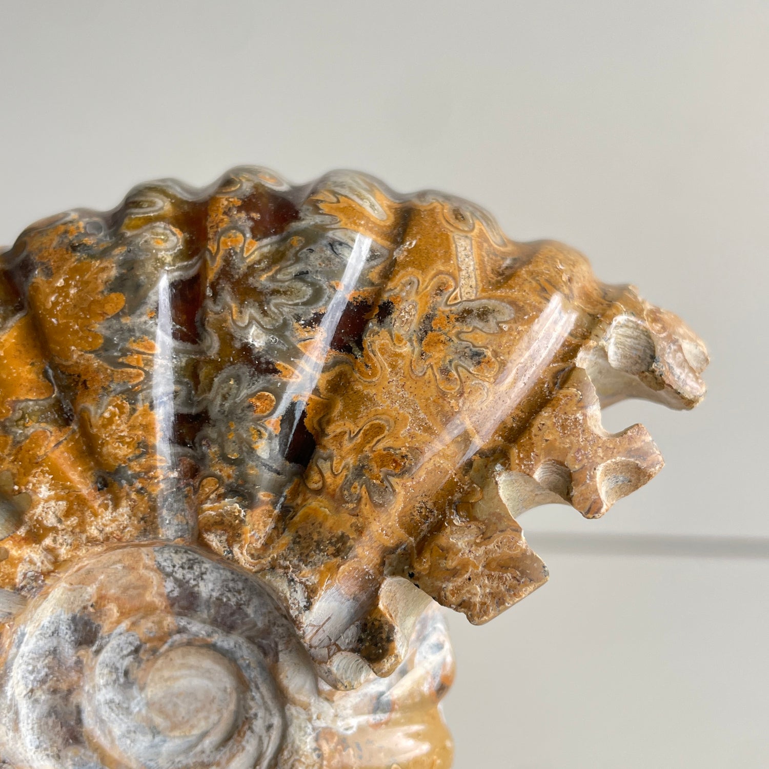 Ammonite Pce 330g