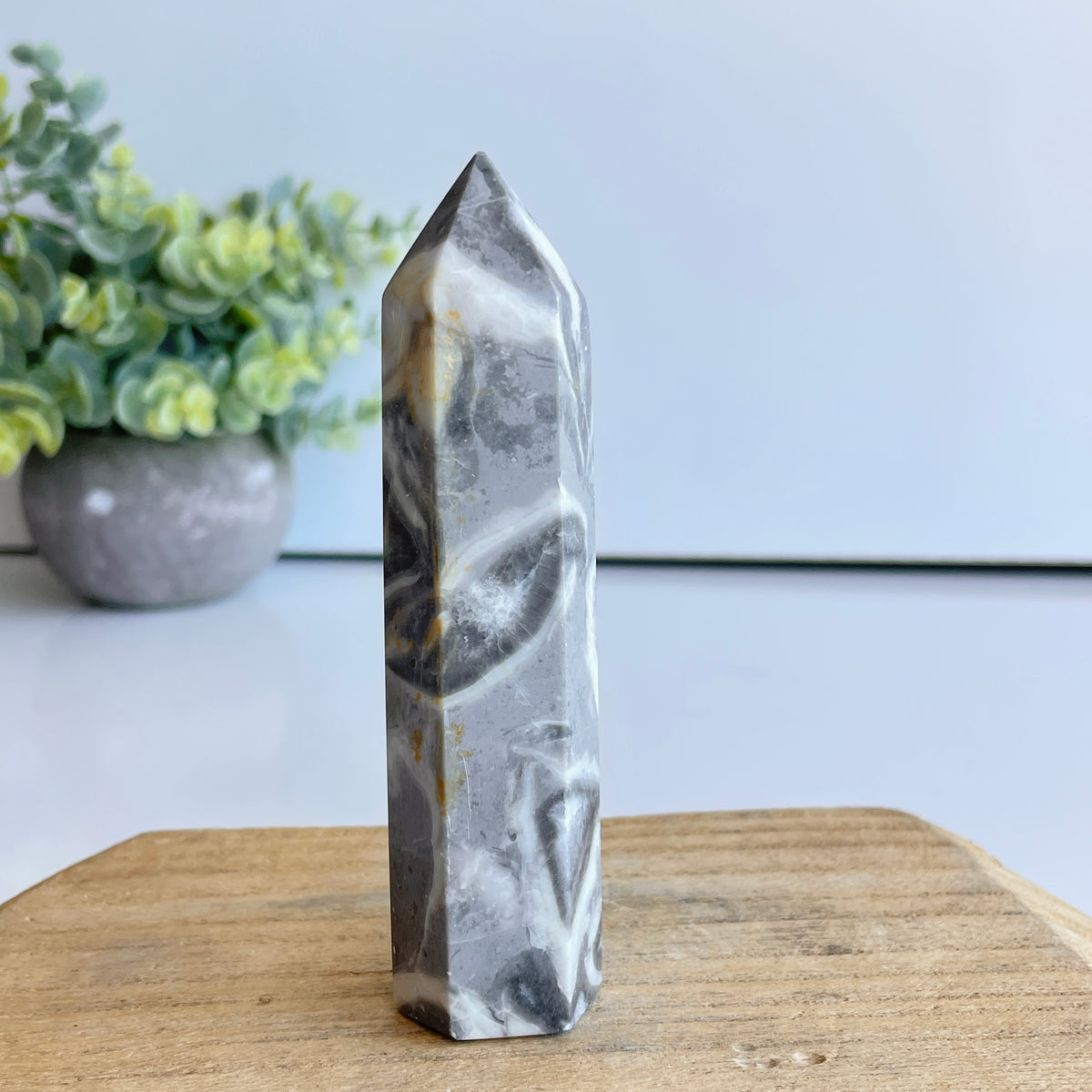 Shell Jasper Generator 10.8cm