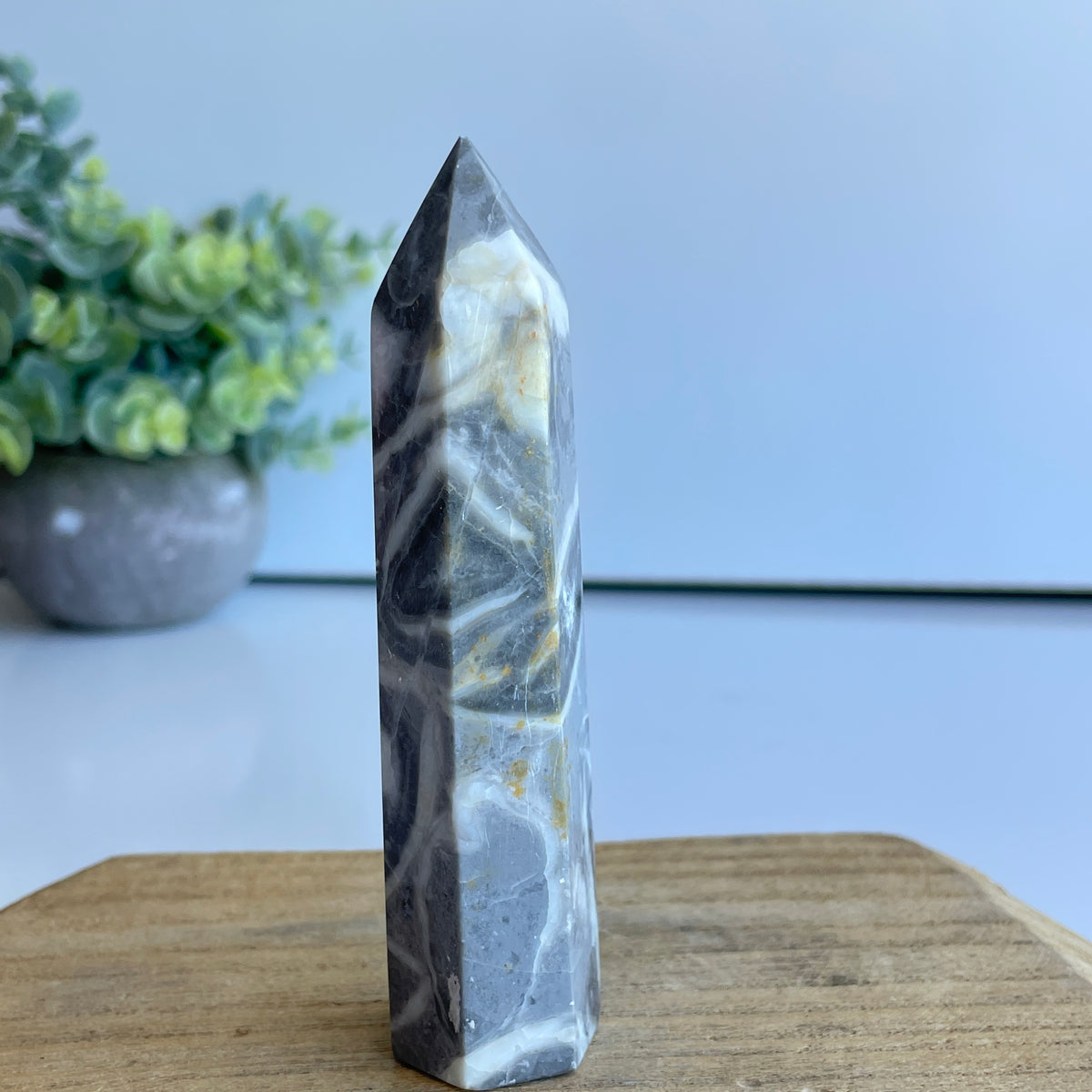 Shell Jasper Generator 10.8cm