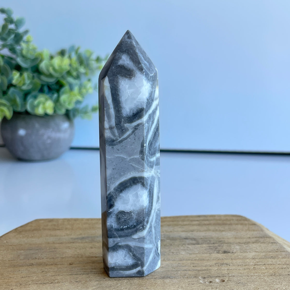 Shell Jasper Generator 10.8cm