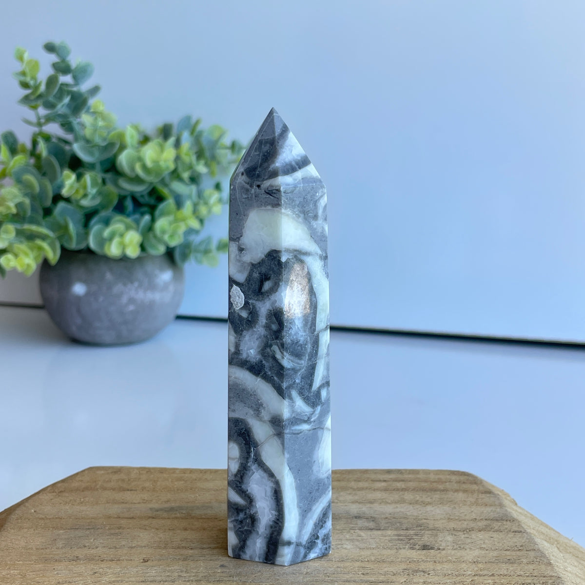 Shell Jasper Generator 12cm