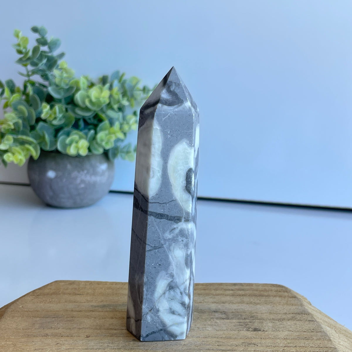 Shell Jasper Generator 12cm
