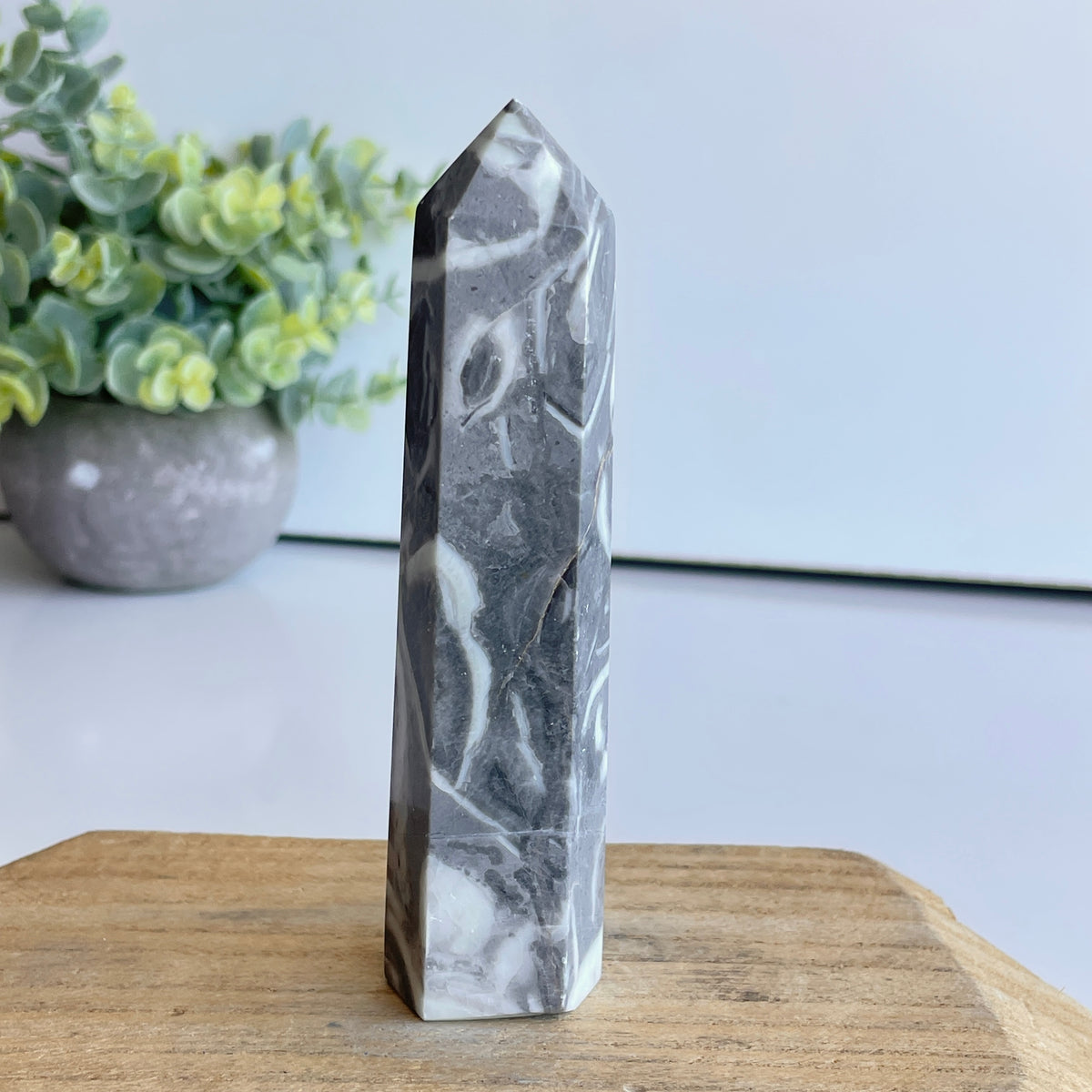Shell Jasper Generator 12cm