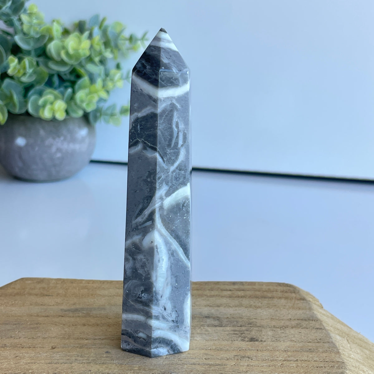 Shell Jasper Generator 12cm