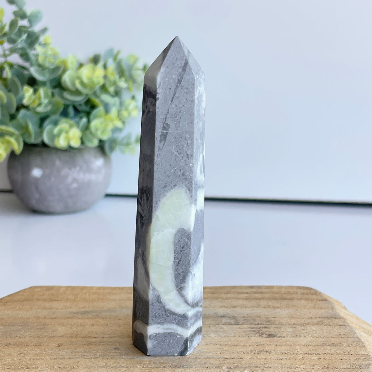Shell Jasper Generator 11cm