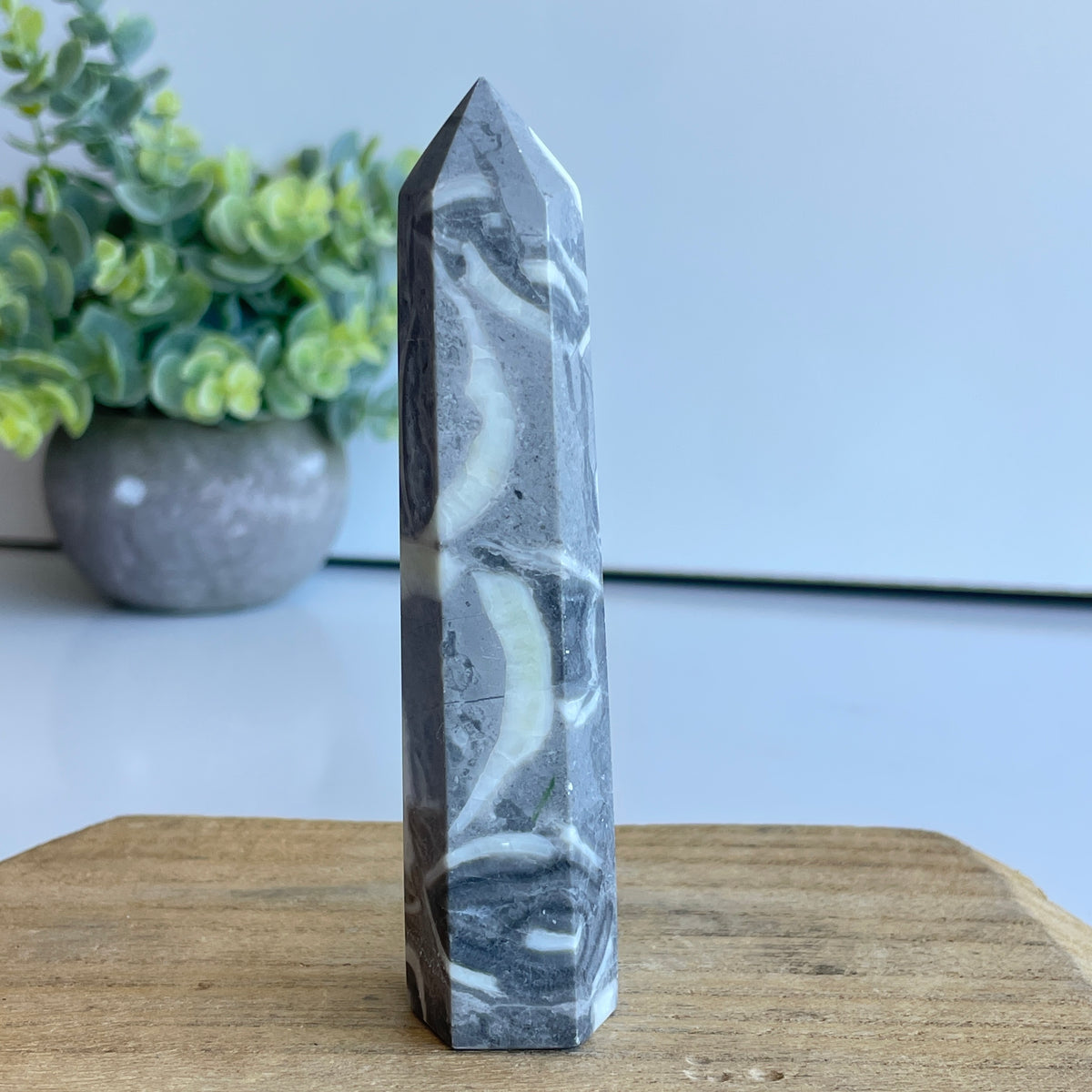 Shell Jasper Generator 11cm