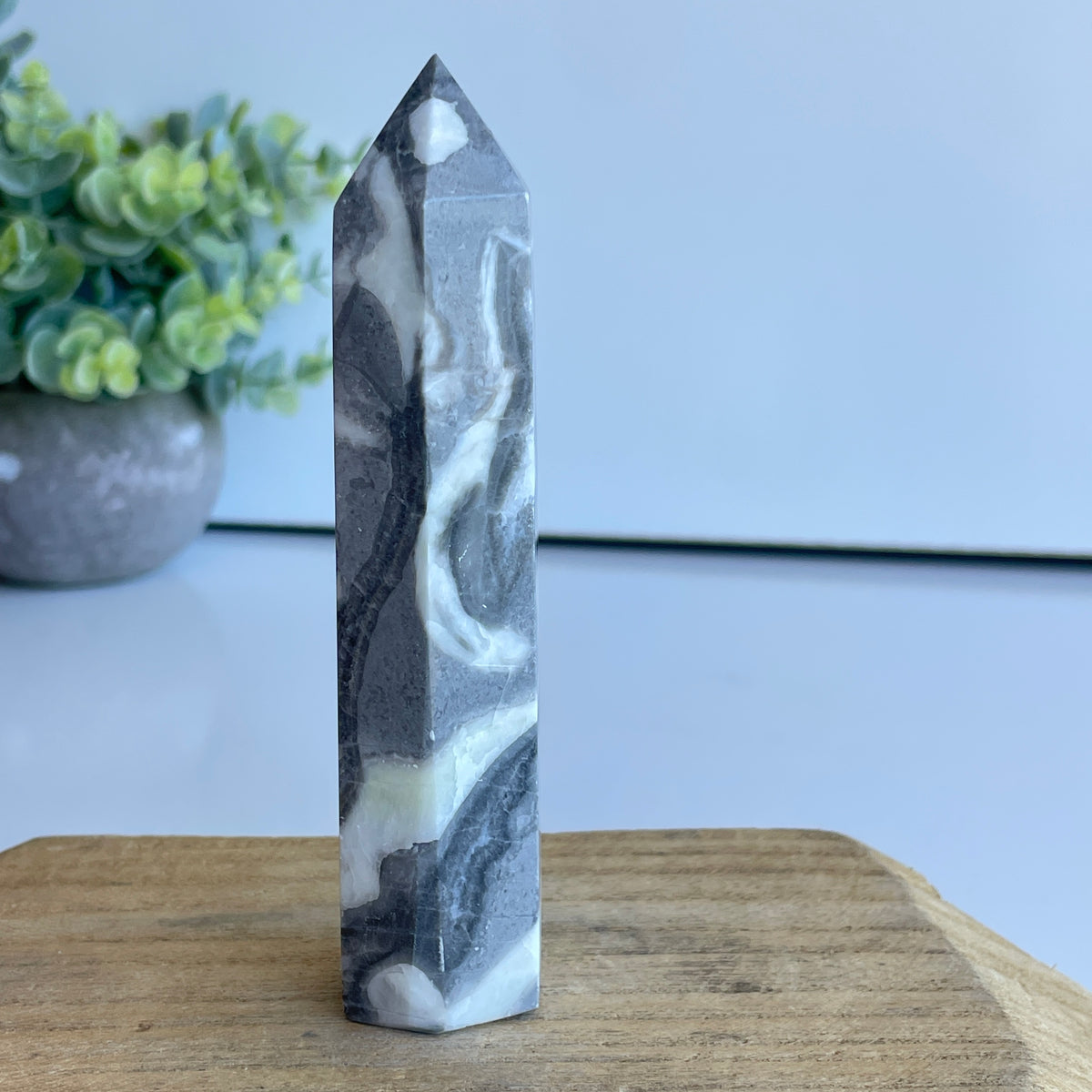 Shell Jasper Generator 12cm