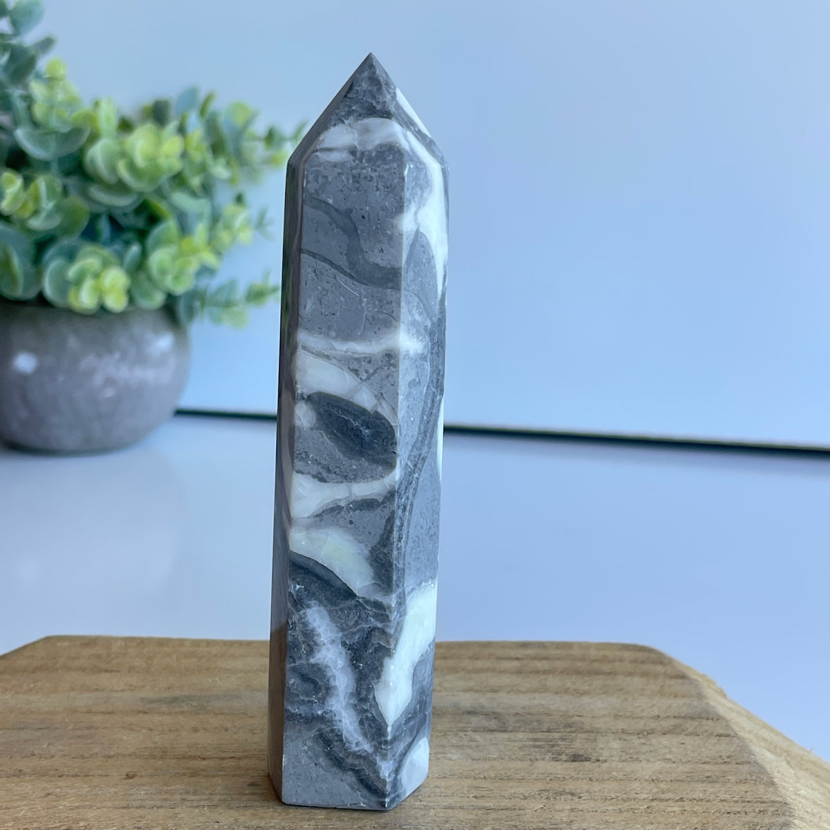 Shell Jasper Generator 12cm