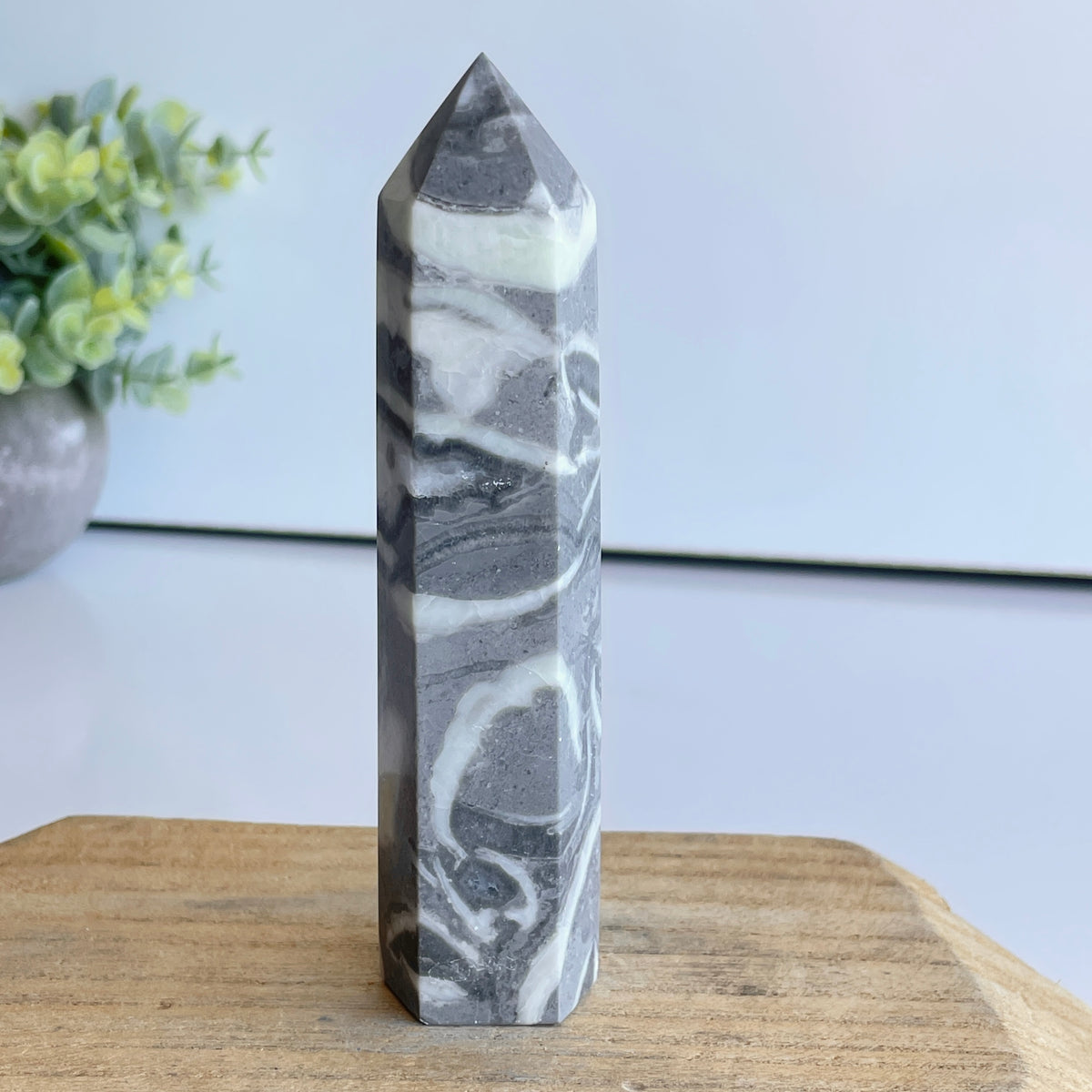 Shell Jasper Generator 12.2cm