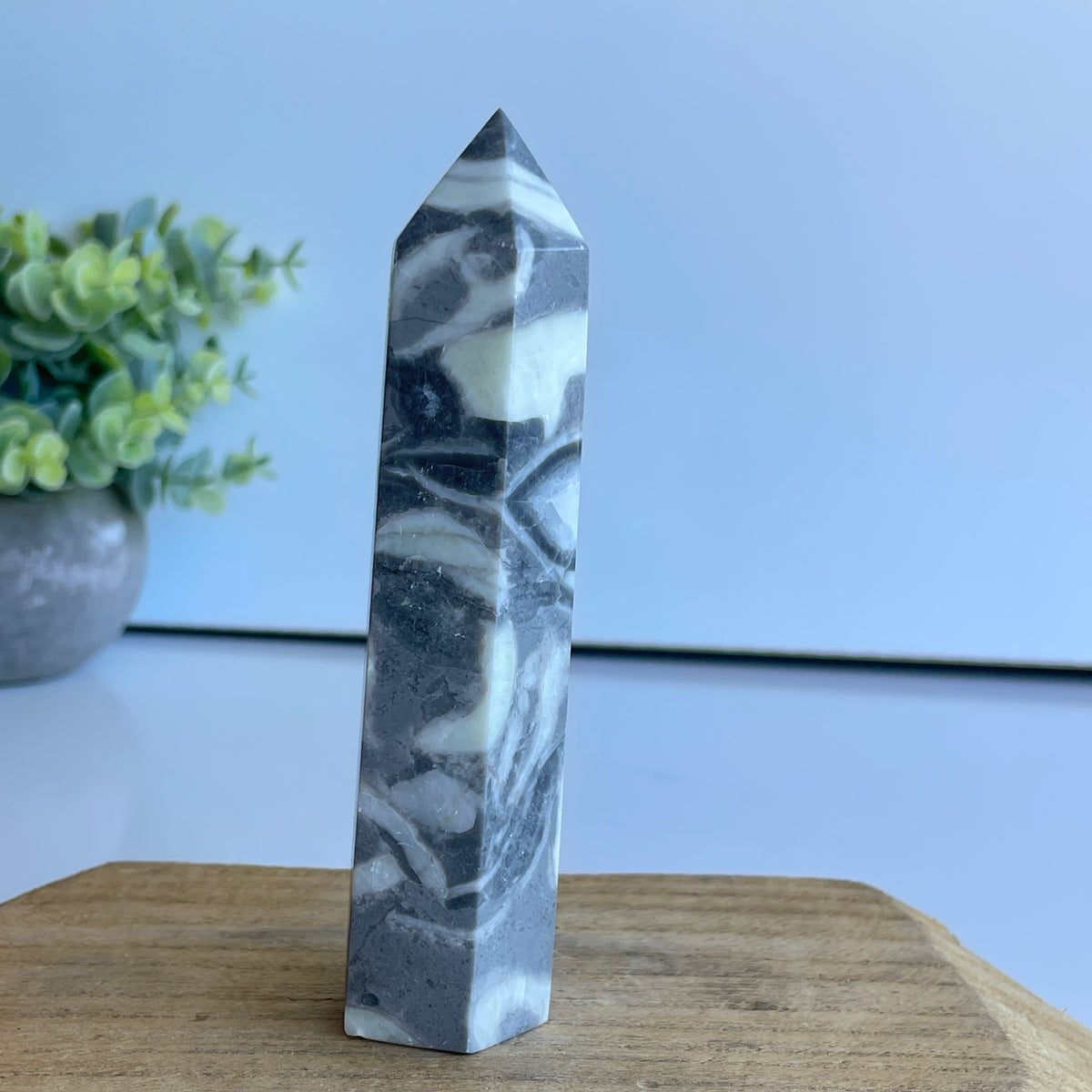 Shell Jasper Generator 12.2cm