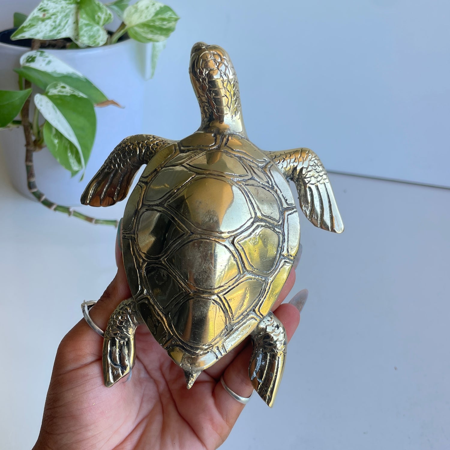 Brass Turtle Med BR18B