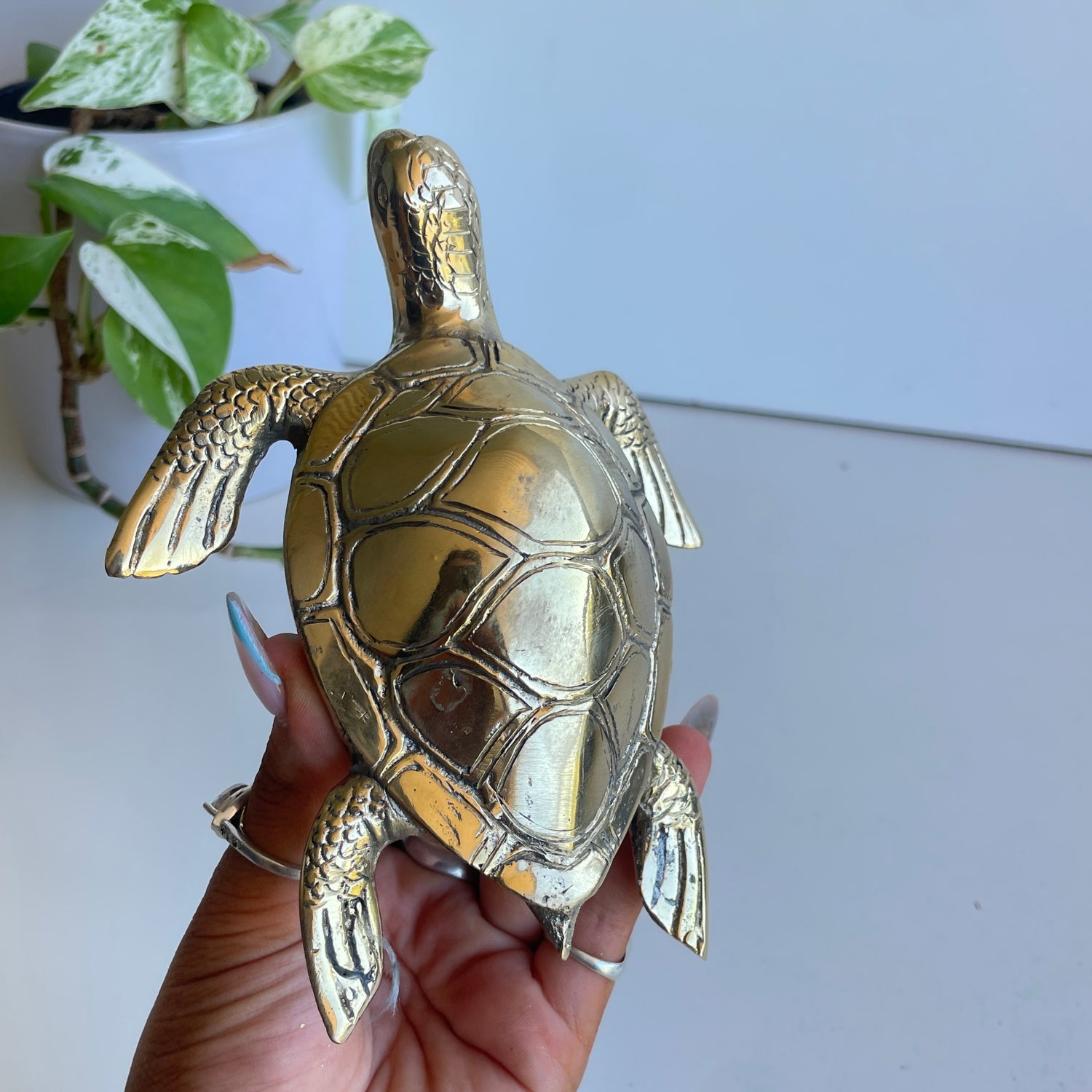 Brass Turtle Med BR18B