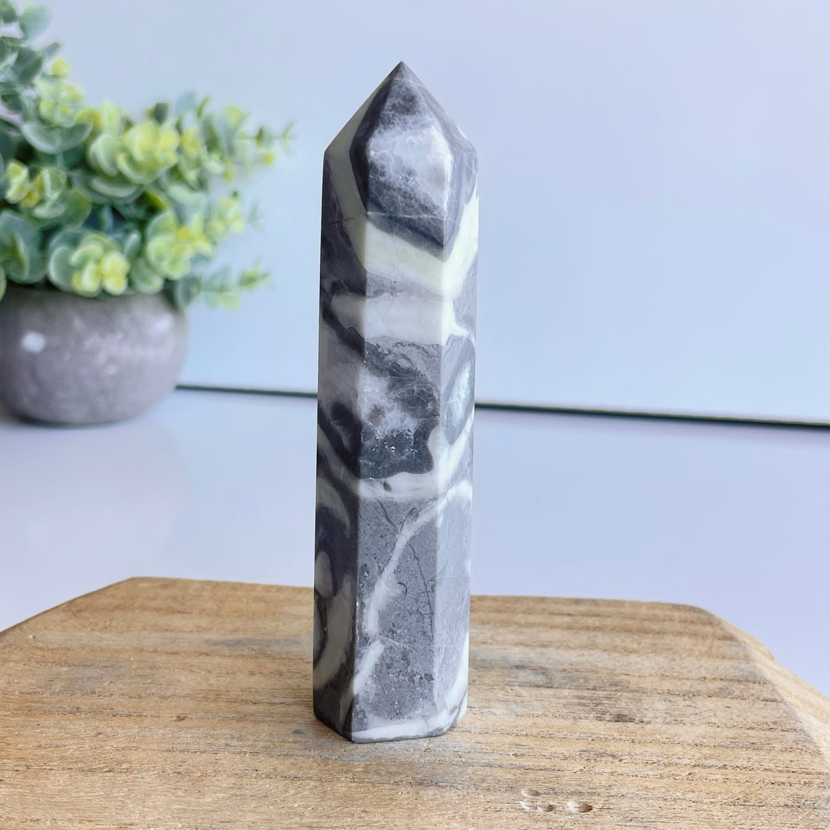 Shell Jasper Generator 11.1cm