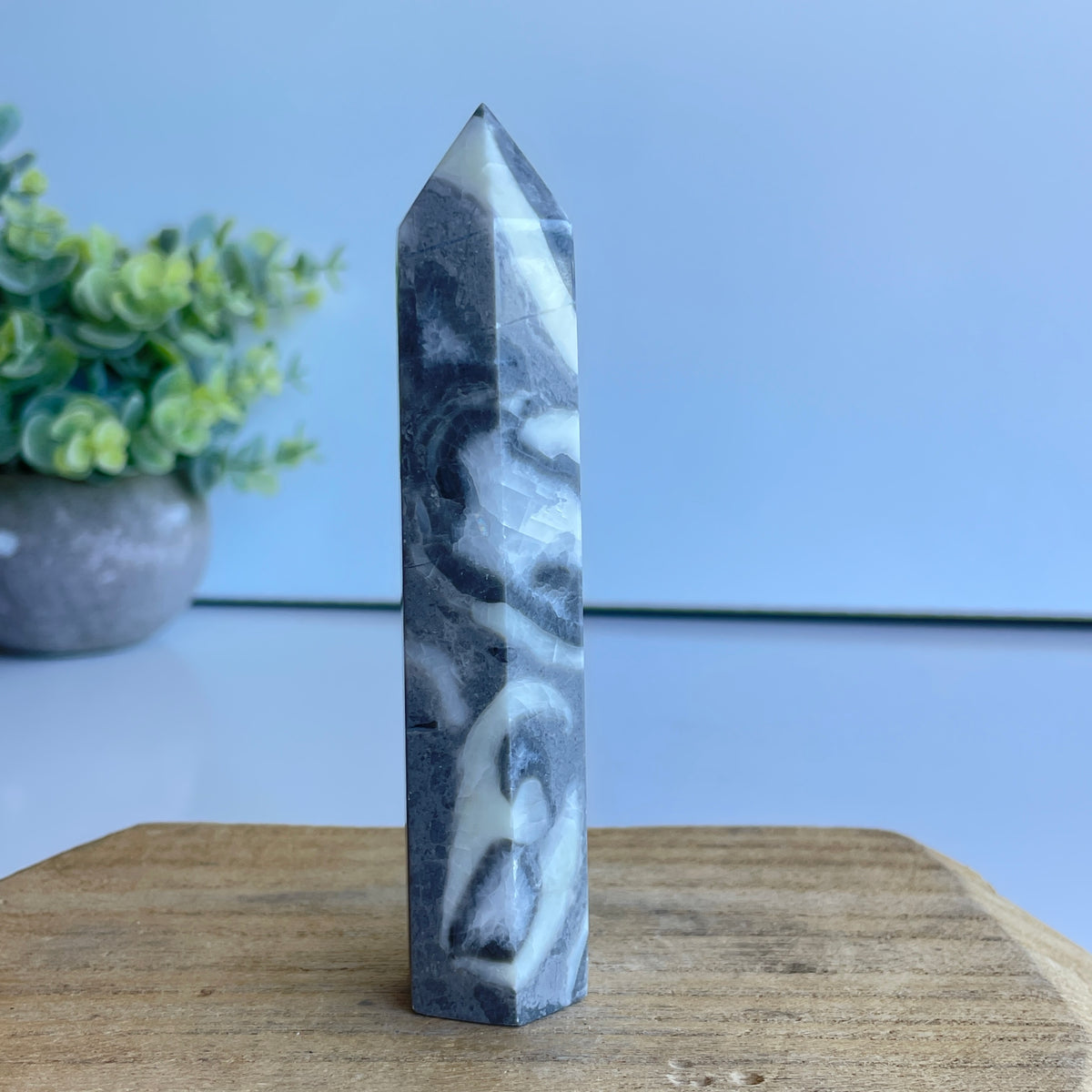 Shell Jasper Generator 11.1cm