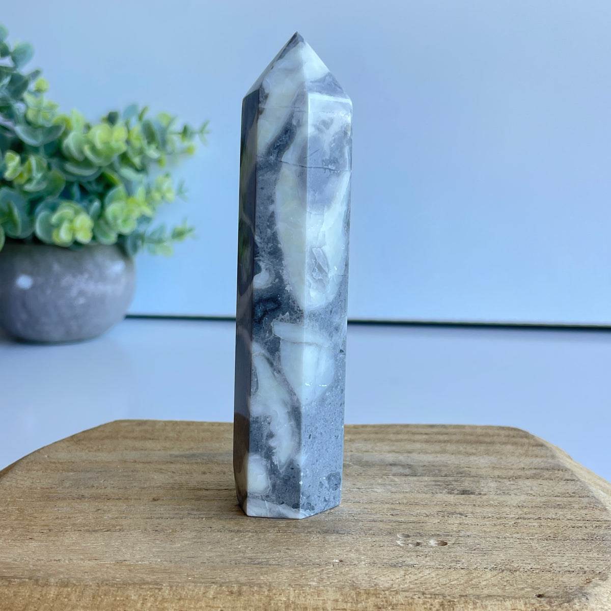 Shell Jasper Generator 11.1cm