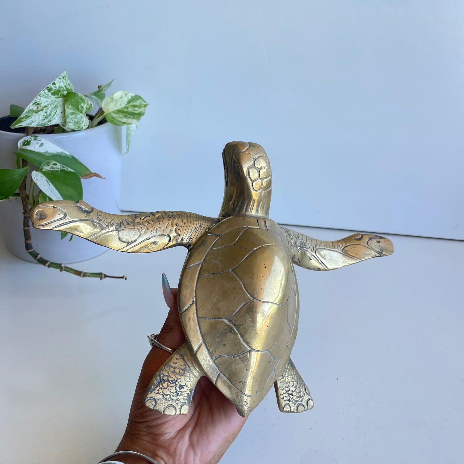 Brass Turtle Lge BR18B