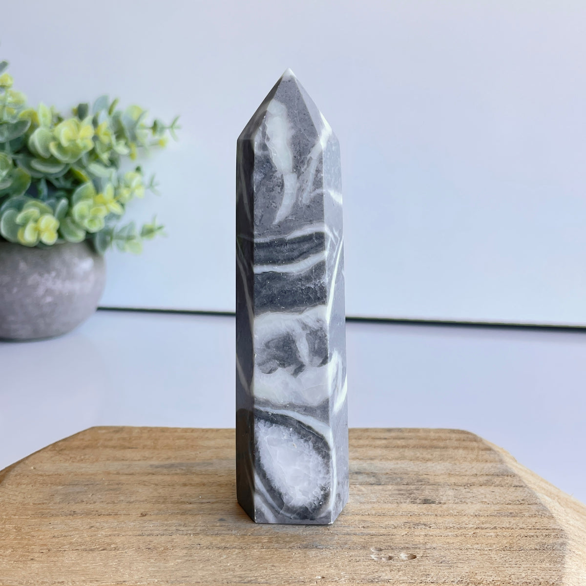 Shell Jasper Generator 11.6cm