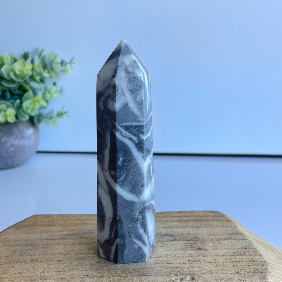 Shell Jasper Generator 11.6cm