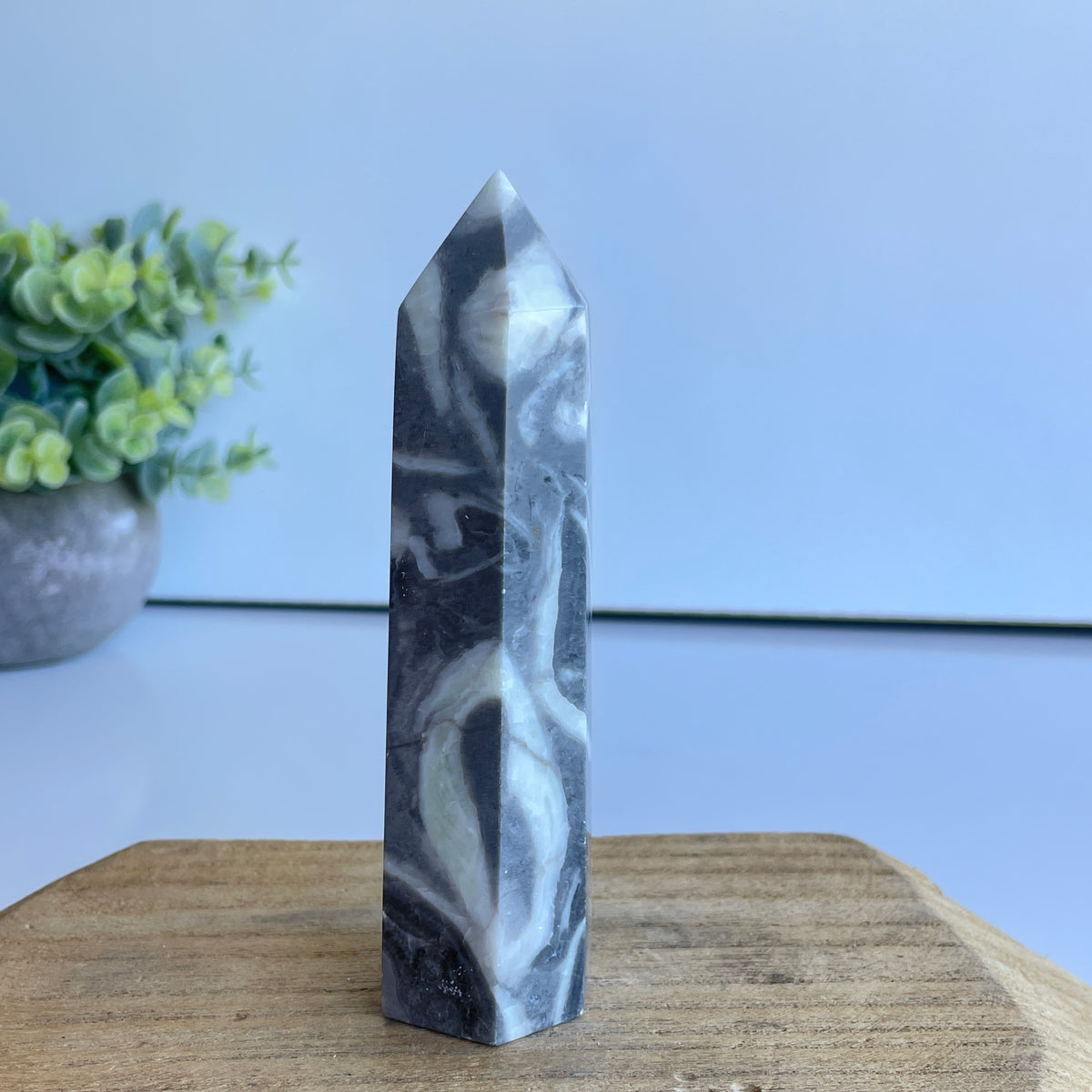 Shell Jasper Generator 11.6cm