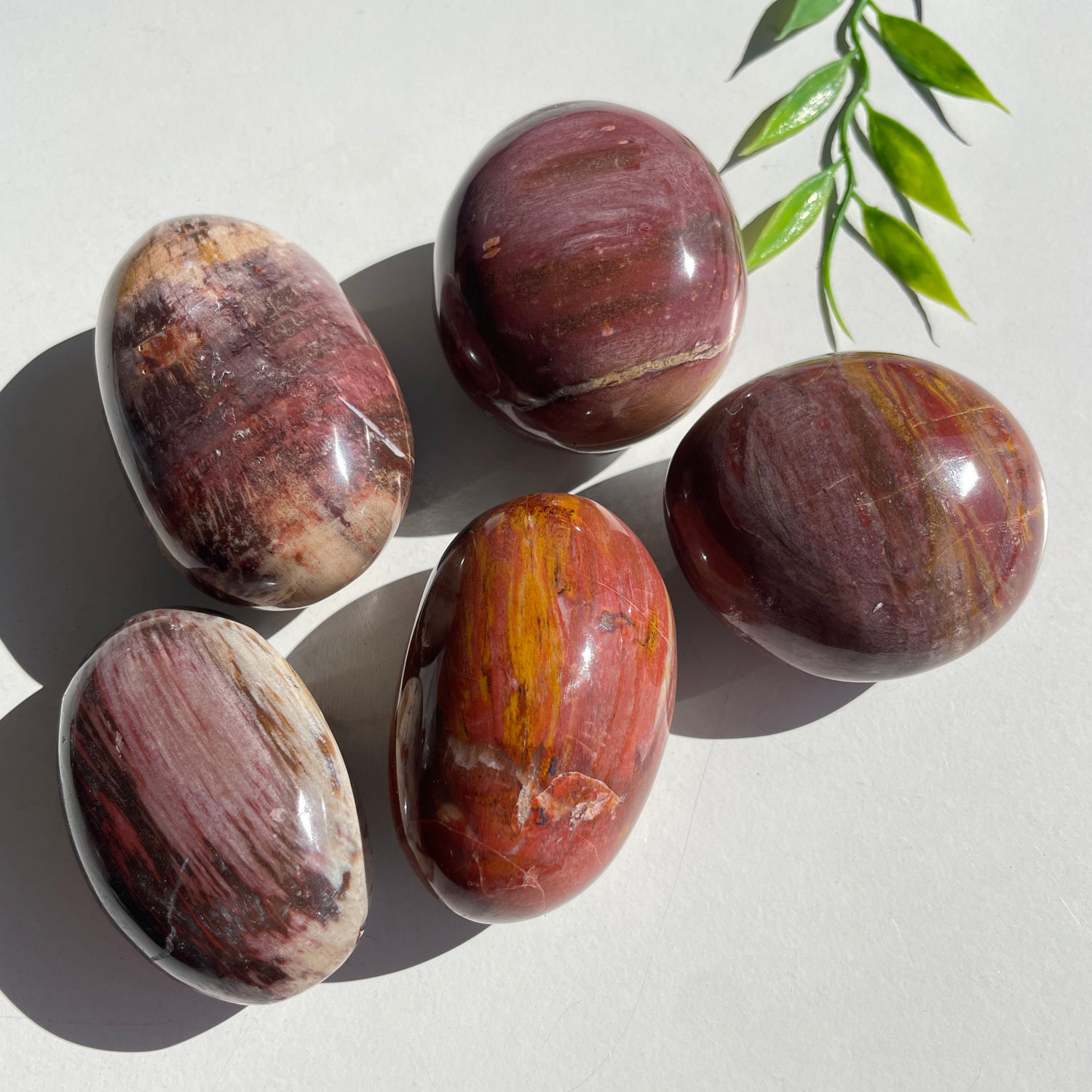 Petrified Wood Palmstone