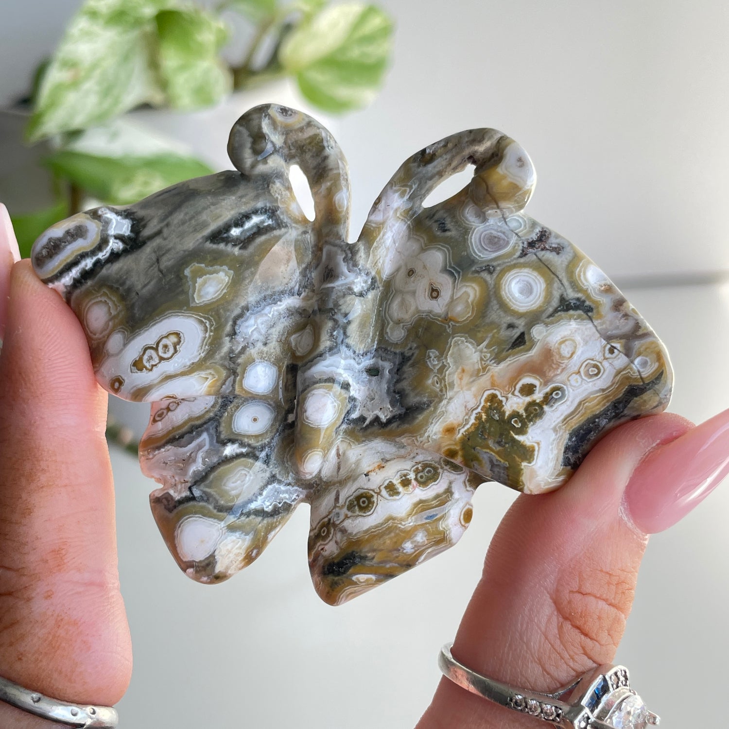 Orbicular Ocean Jasper Butterfly 7.6cm