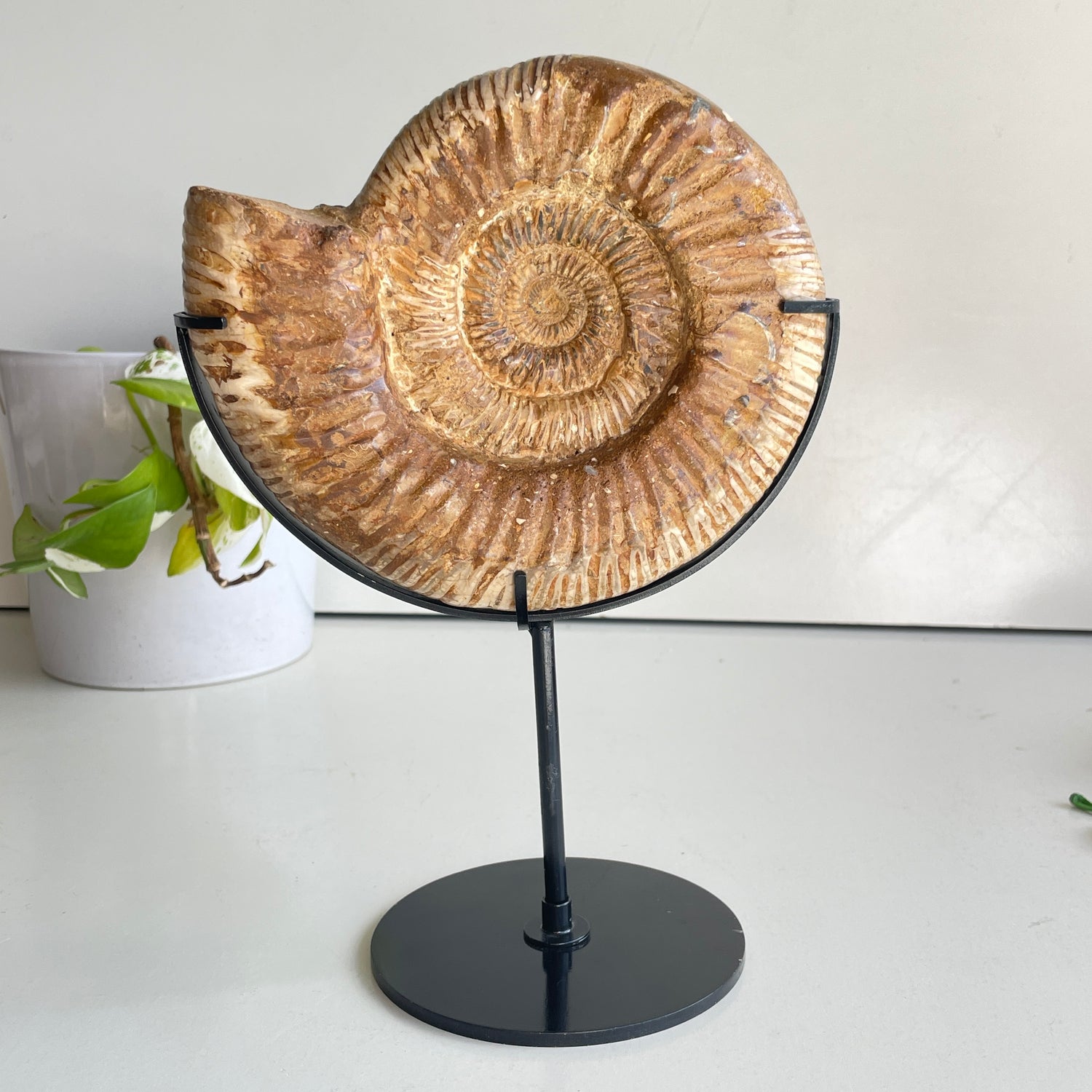 Ammonite Pce In Stand 1.074kg