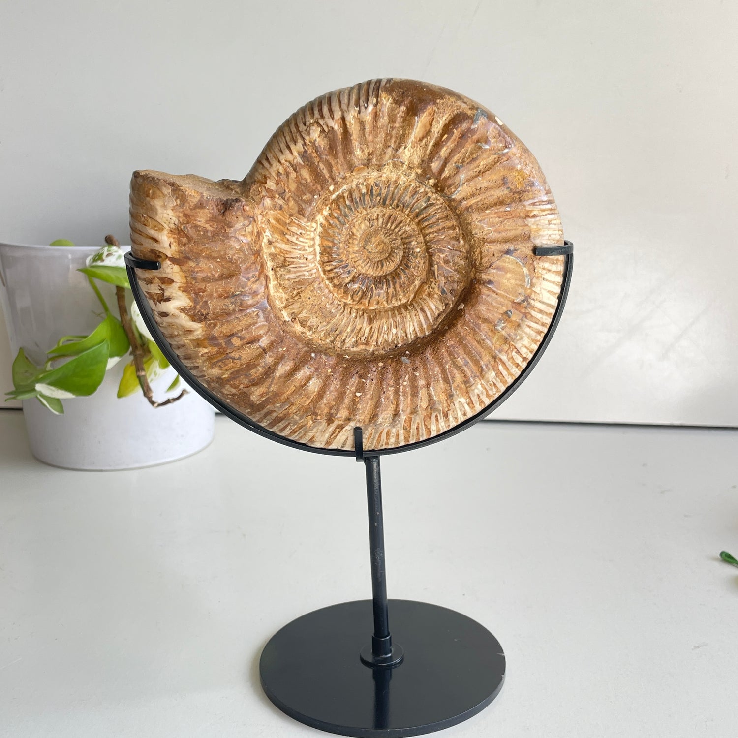 Ammonite Pce In Stand 1.074kg