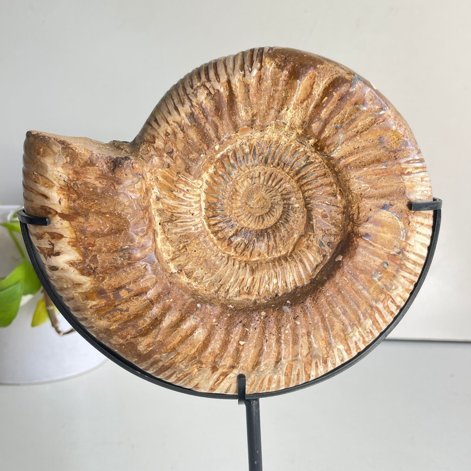 Ammonite Pce In Stand 1.074kg