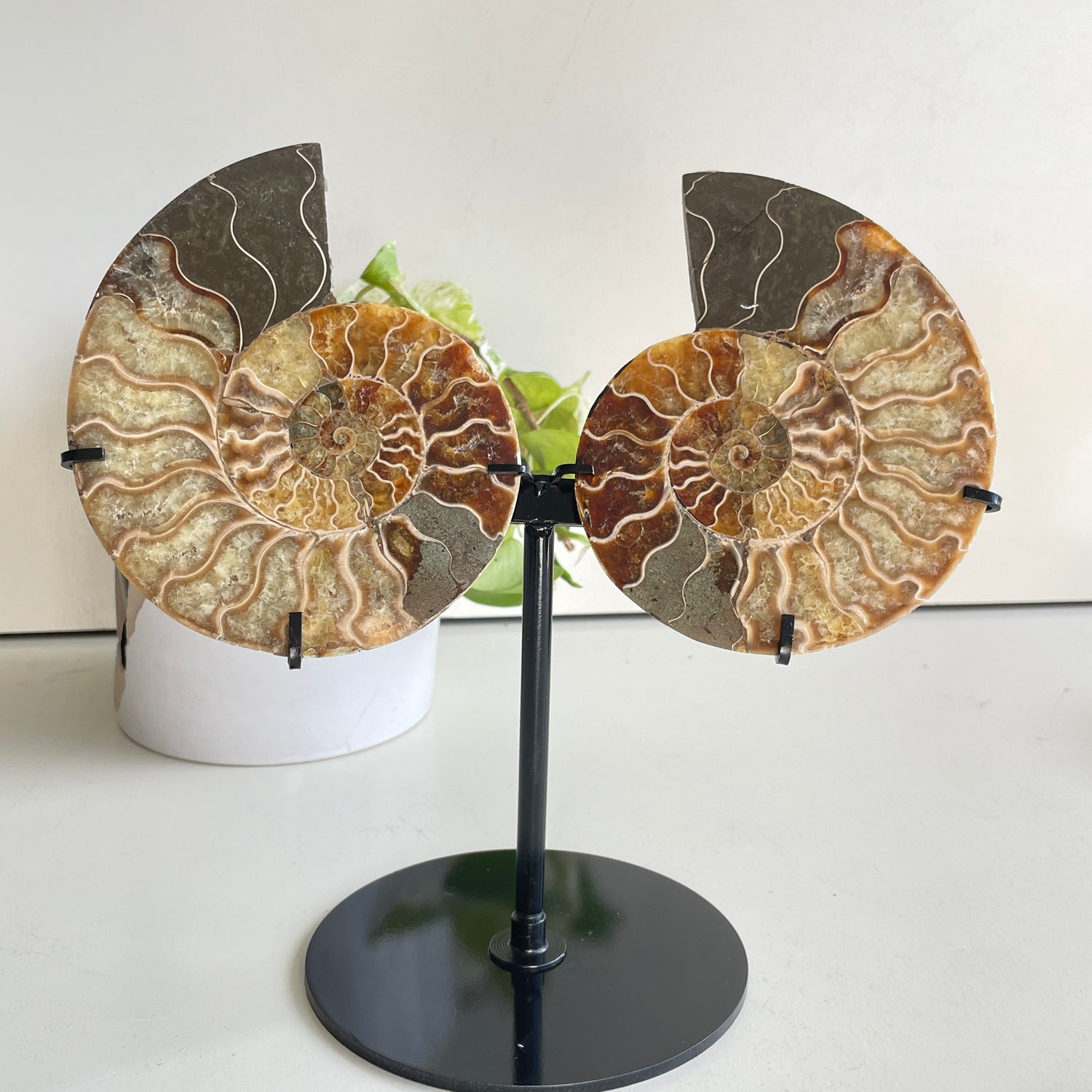 Ammonite Pair In Stand 1