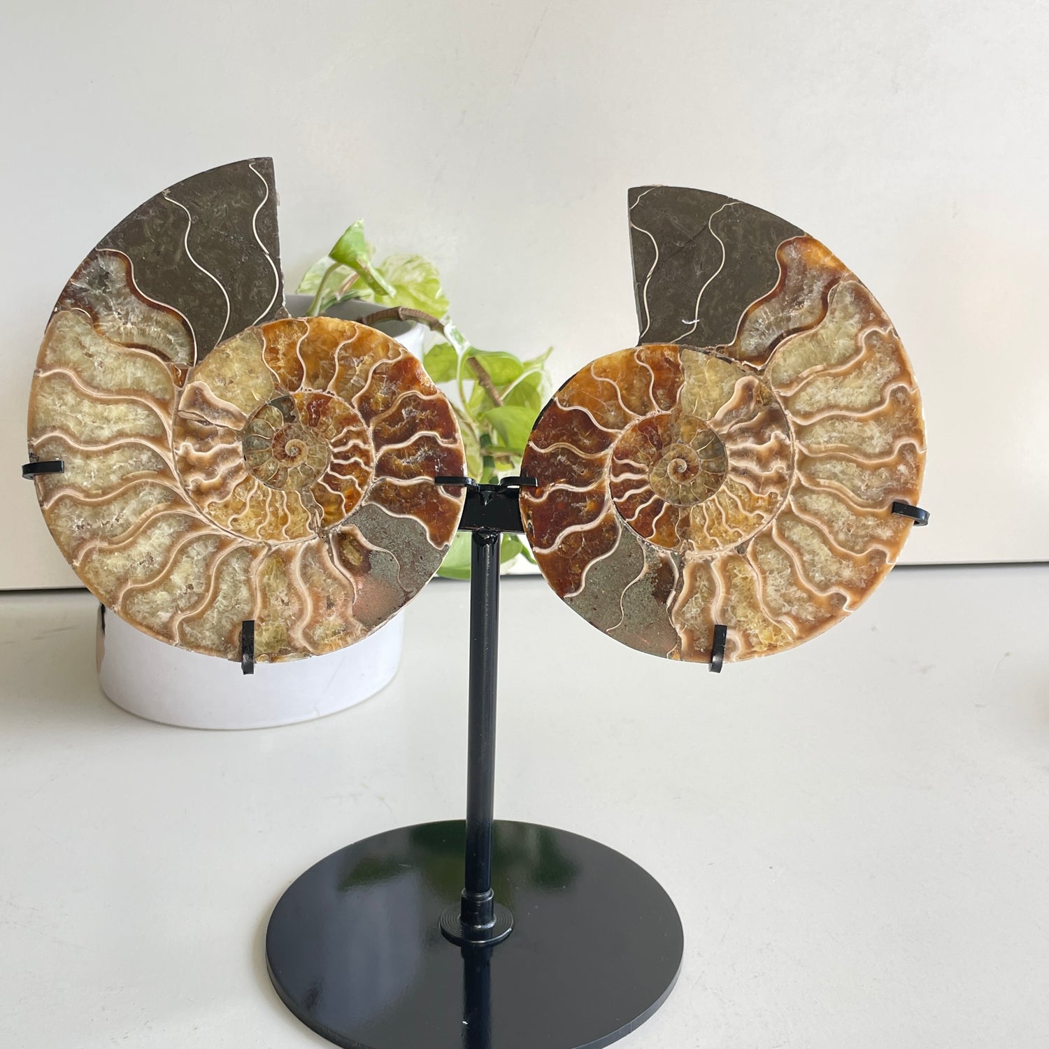 Ammonite Pair In Stand 1