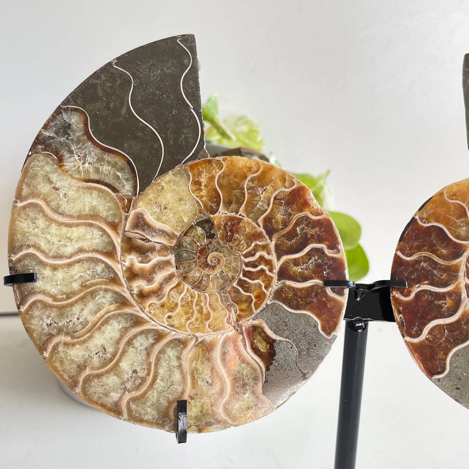 Ammonite Pair In Stand 1