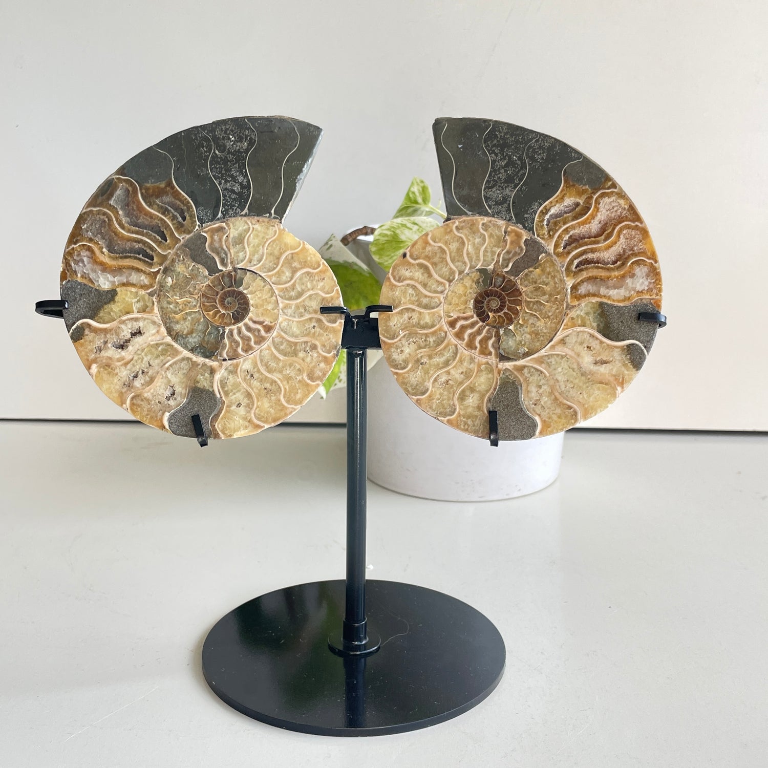 Ammonite Pair In Stand 4