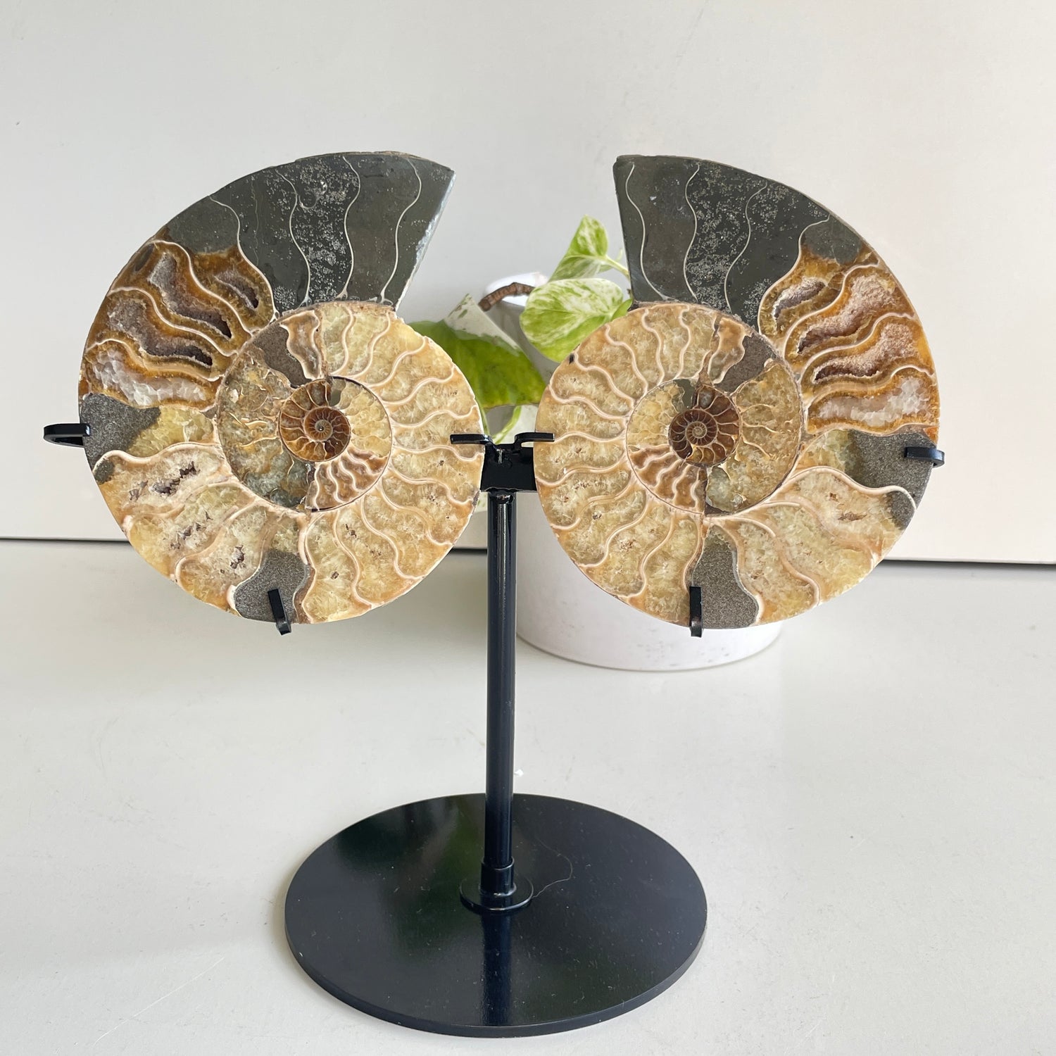 Ammonite Pair In Stand 4