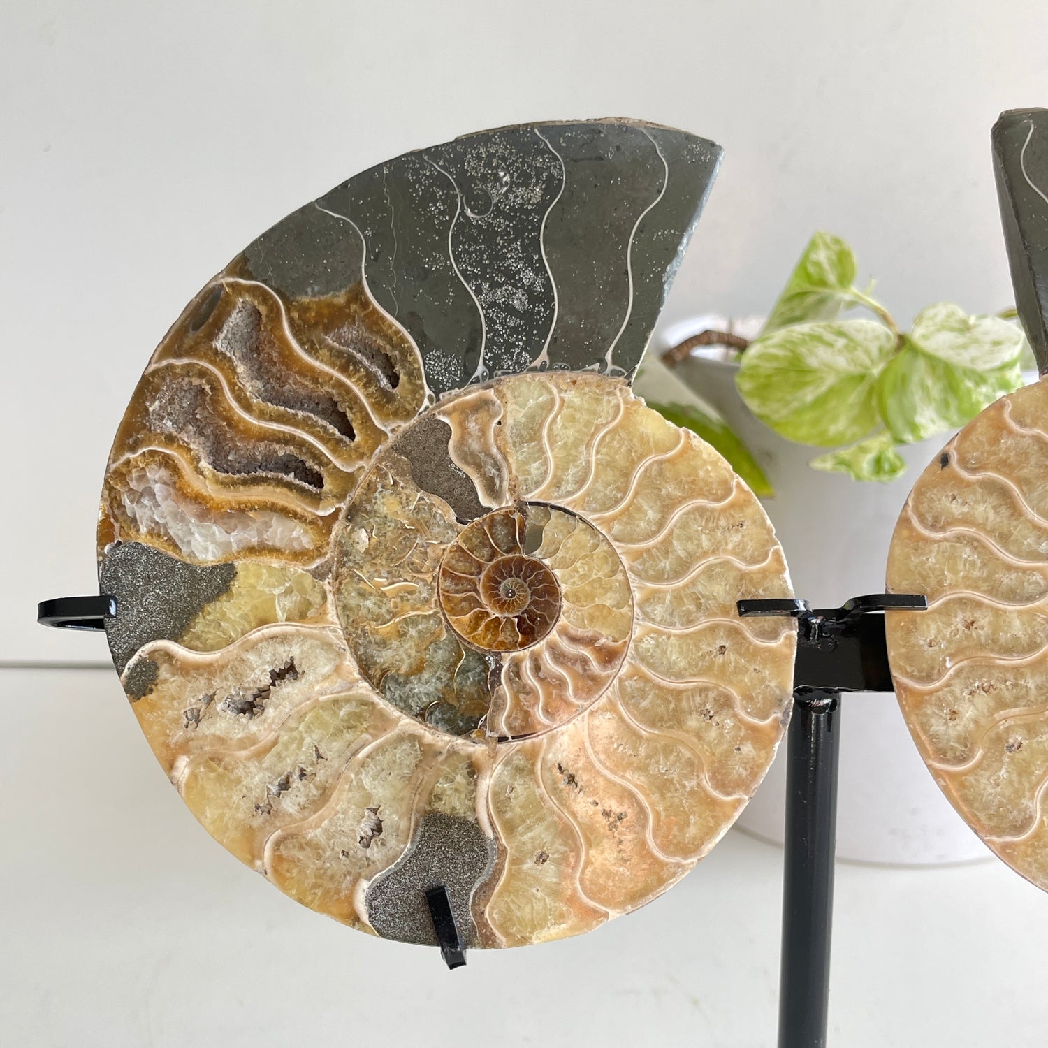 Ammonite Pair In Stand 4