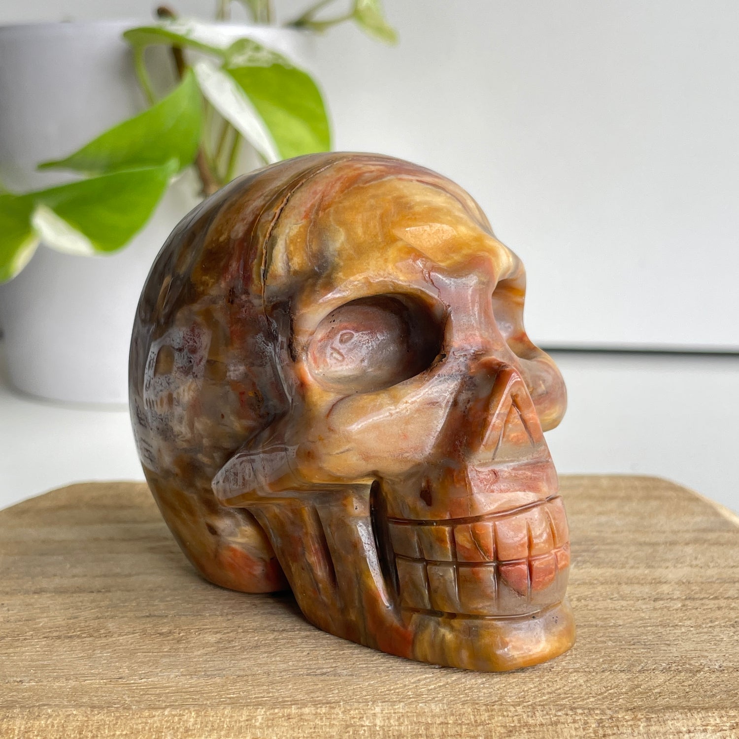 Petrified Wood Skull 1