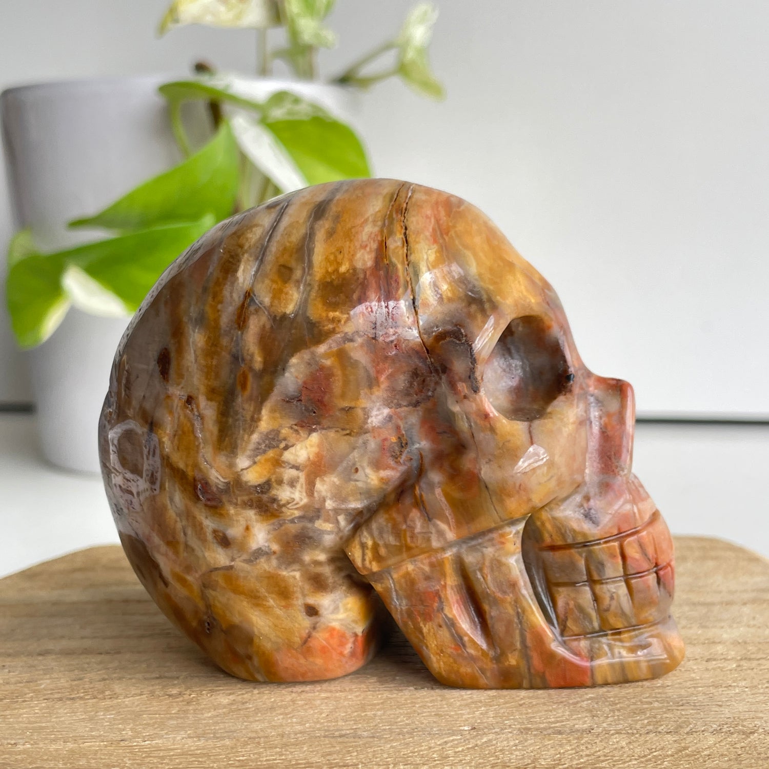 Petrified Wood Skull 1