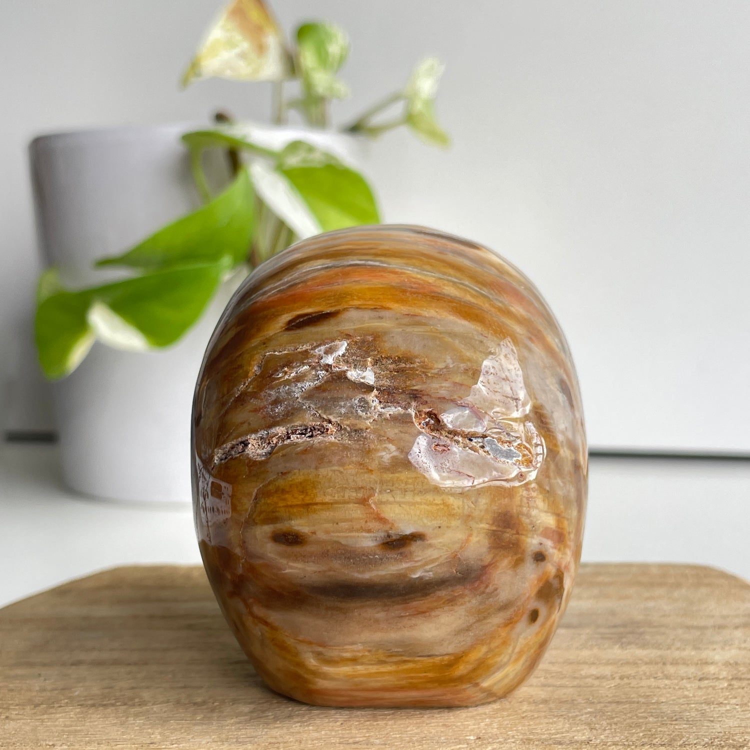 Petrified Wood Skull 1