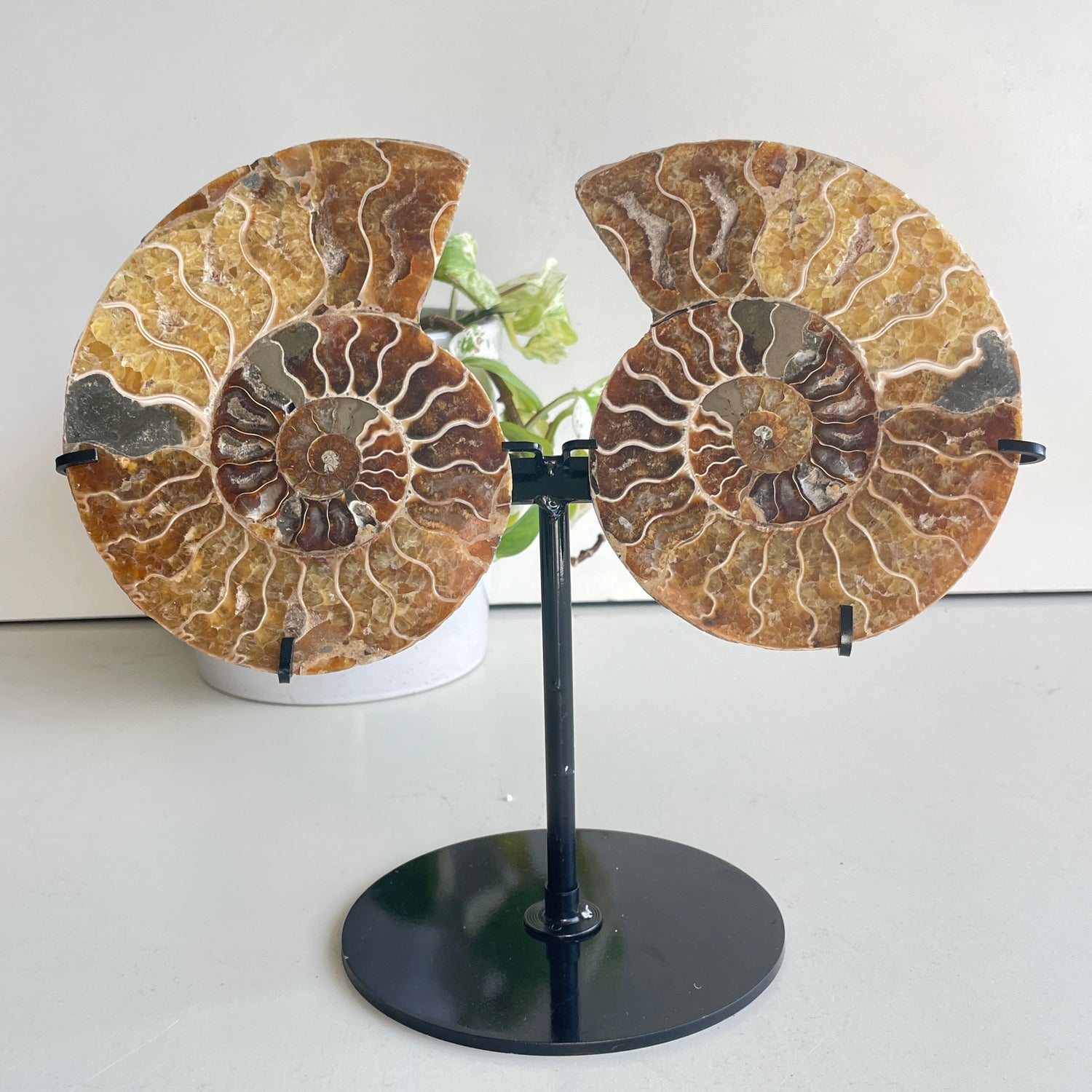 Ammonite Pair In Stand 2
