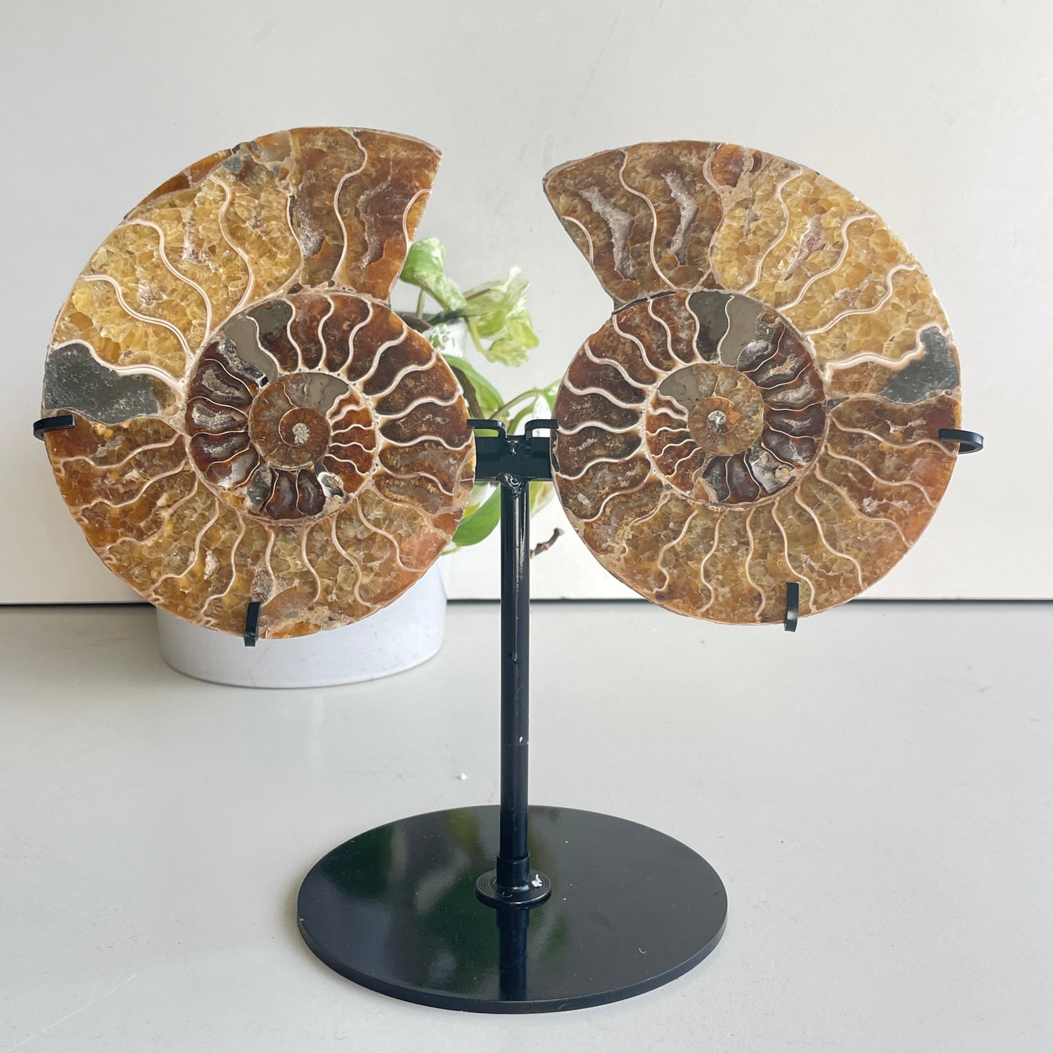 Ammonite Pair In Stand 2