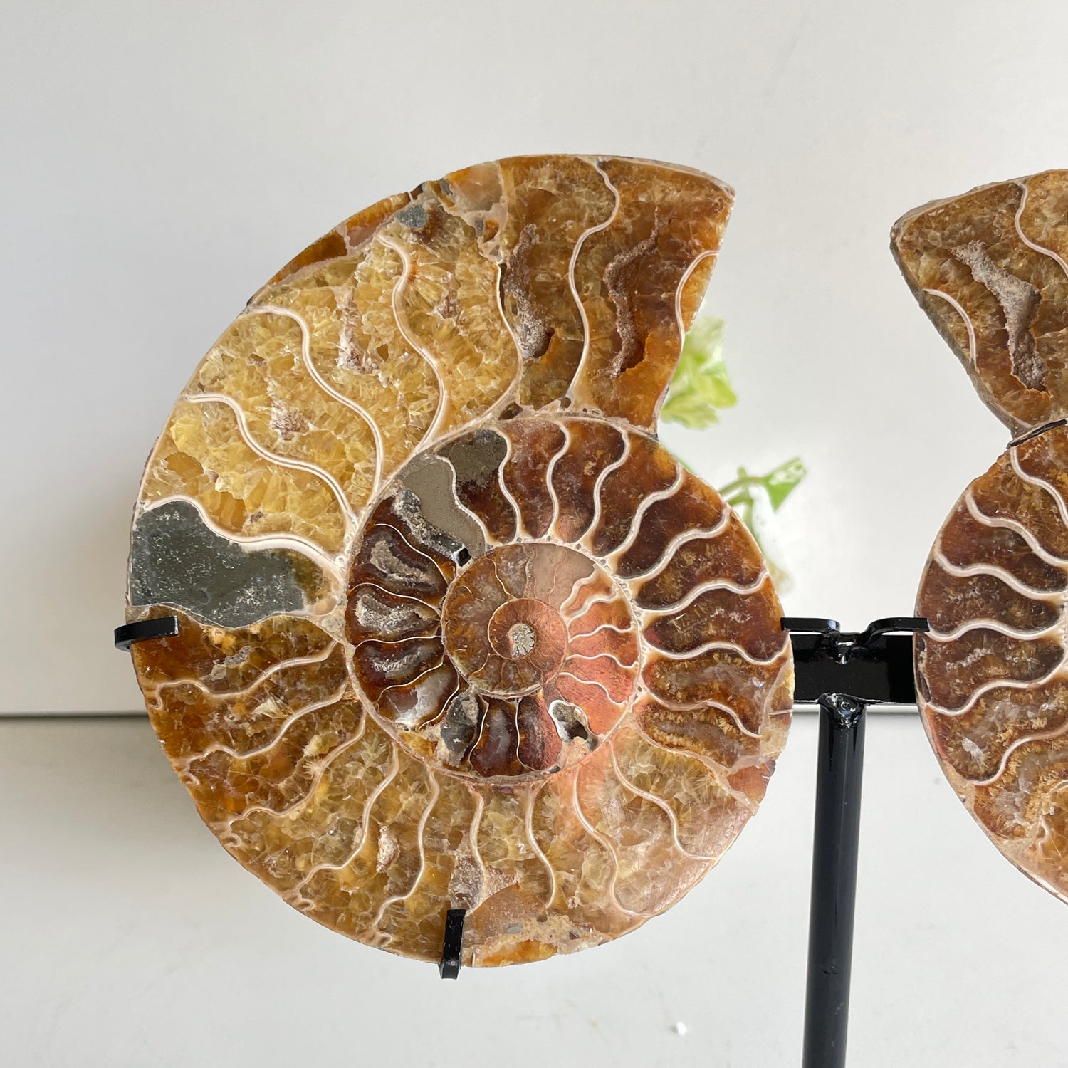 Ammonite Pair In Stand 2