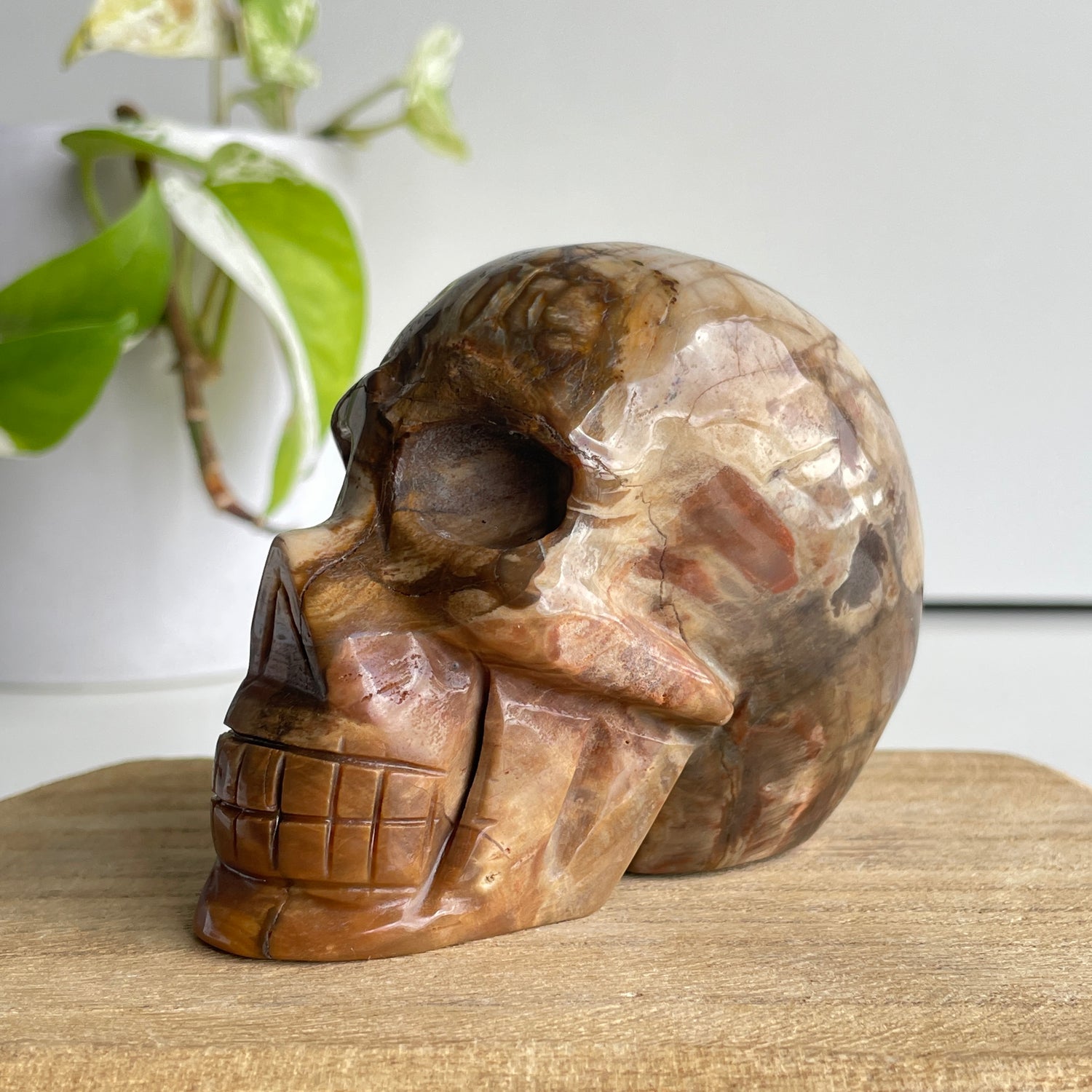 Petrified Wood Skull 2