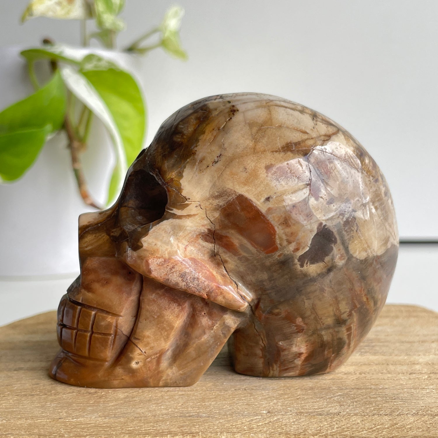 Petrified Wood Skull 2