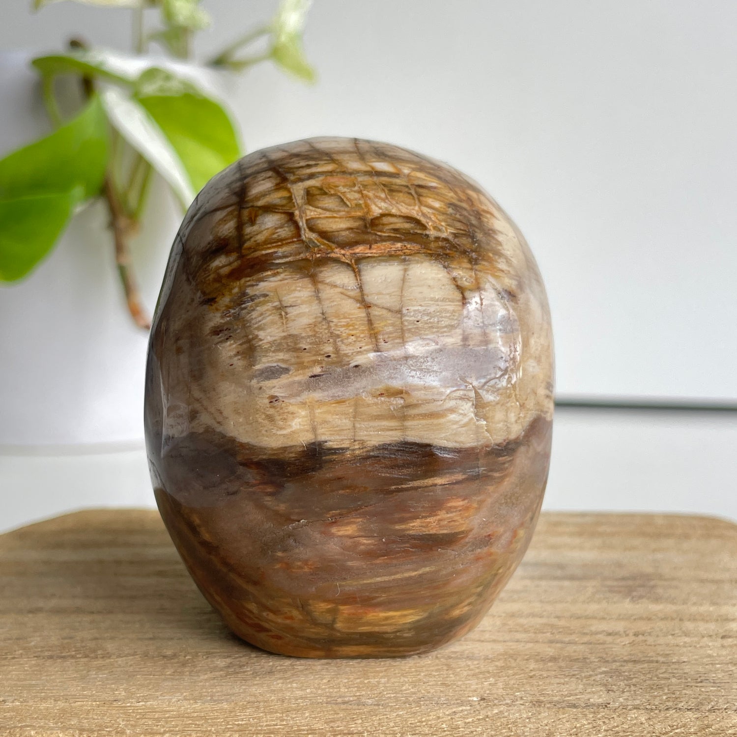 Petrified Wood Skull 2